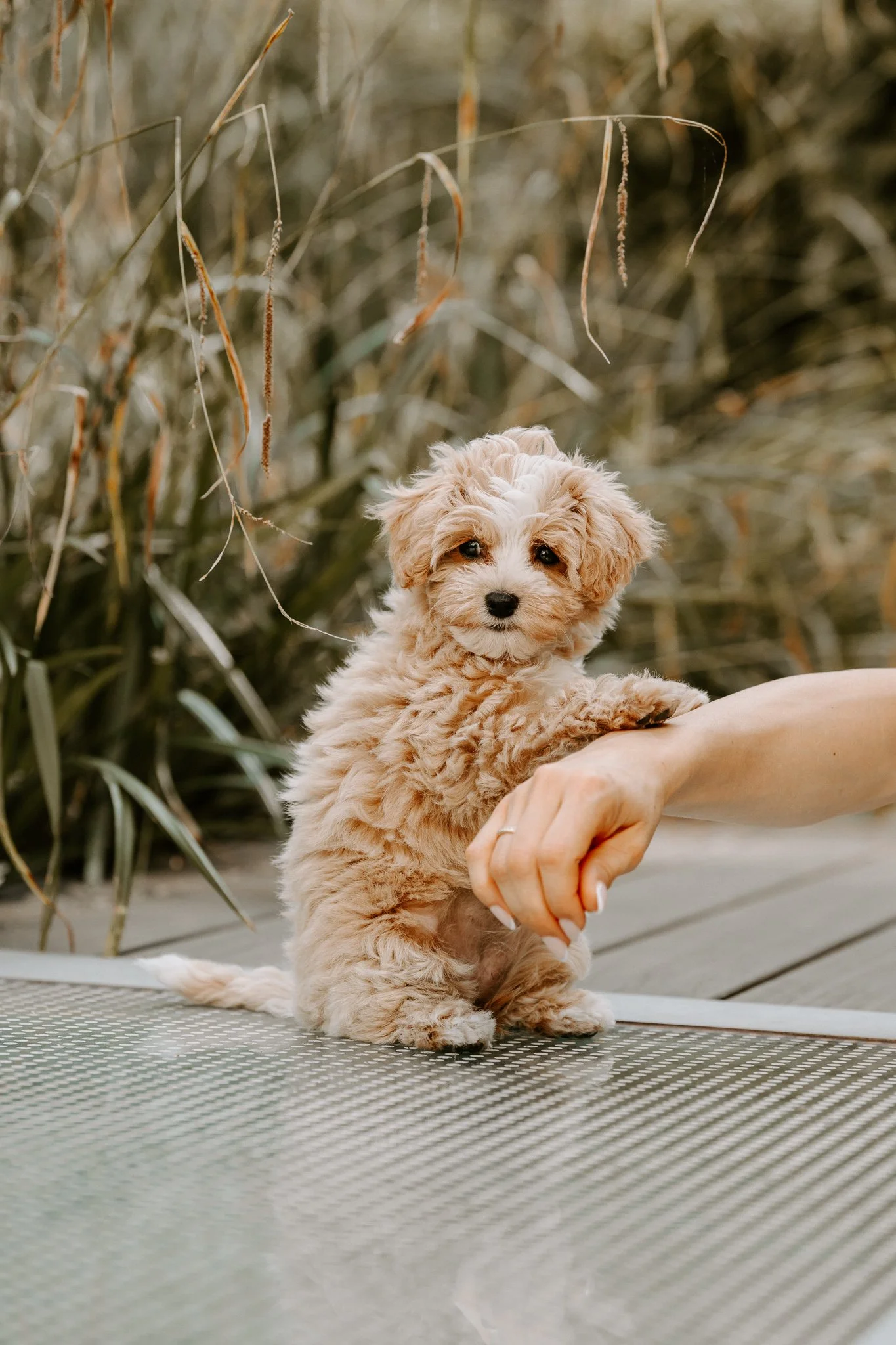Hundefotografie Outdoor Köln(128 von 134).jpg