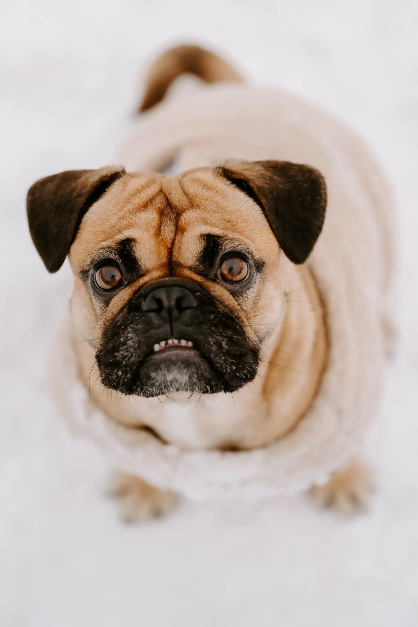 Hundefotos im Schnee Köln (58 von 92).jpg