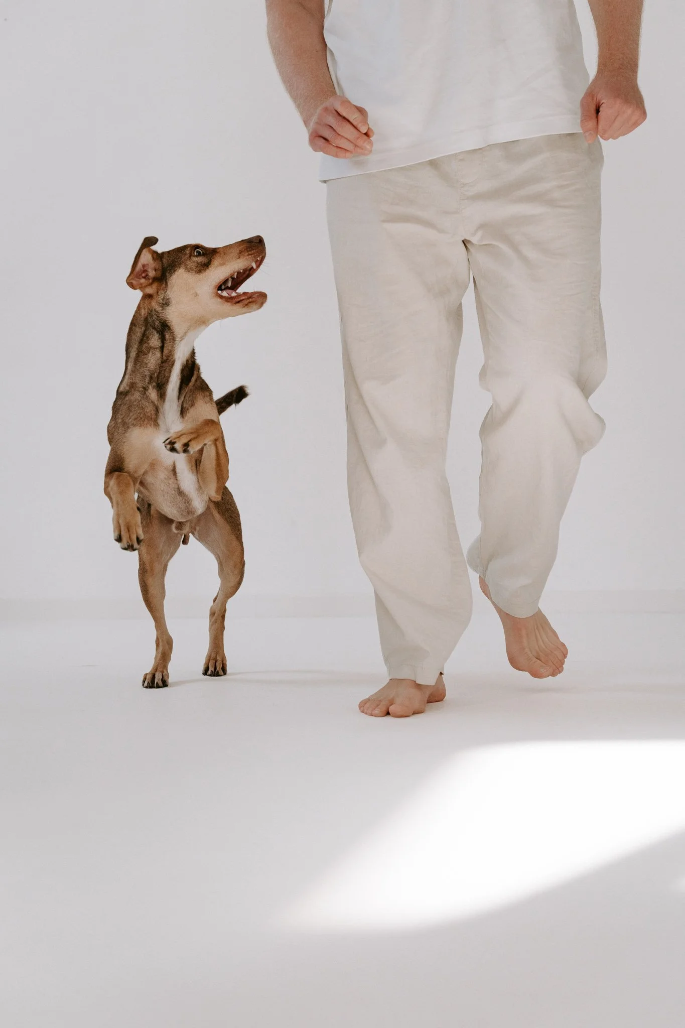 Hundefotografie indoor clean (11 von 23).jpg