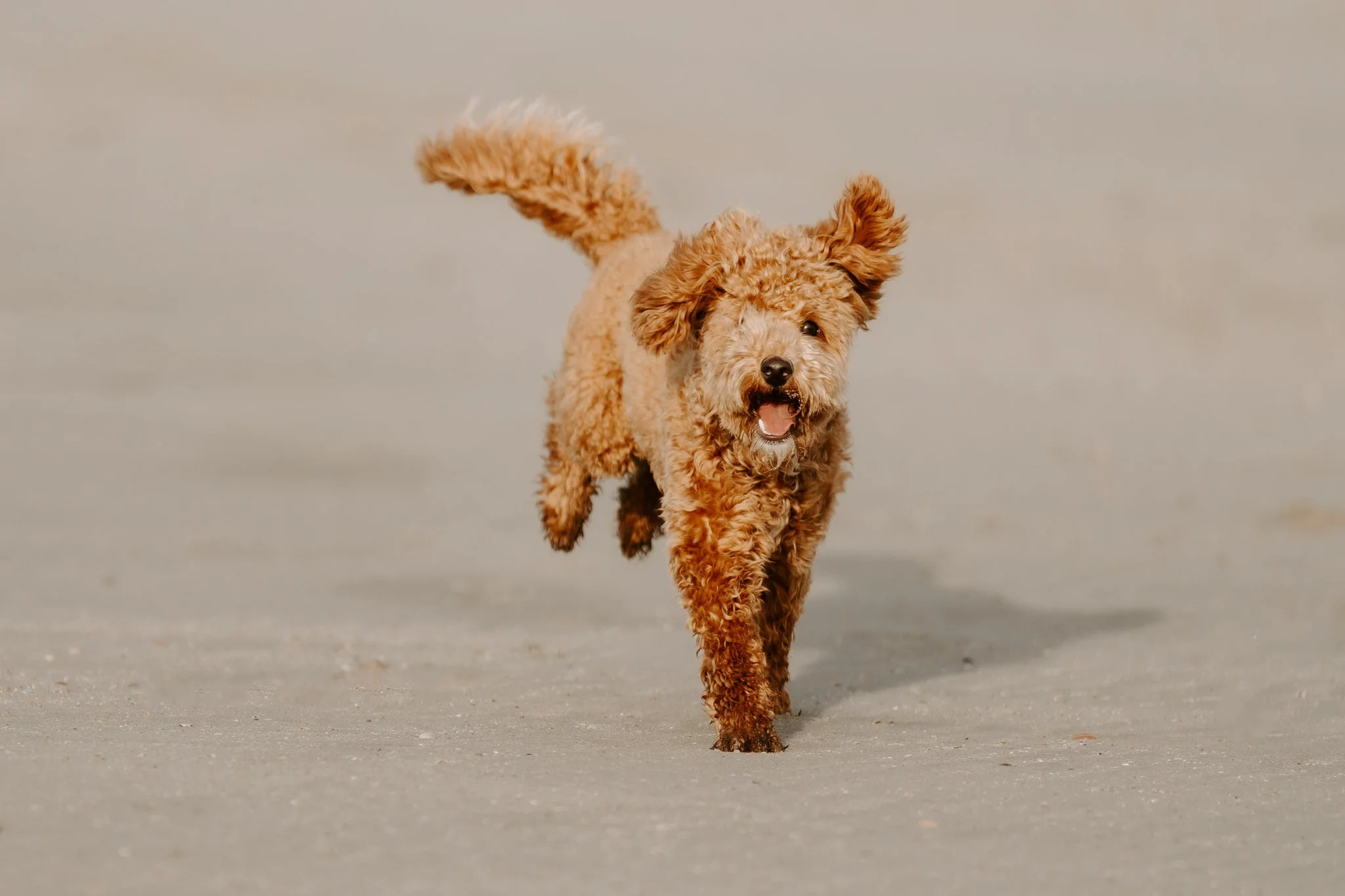 Familienshooting mit Hund in Holland am Strand (18 von 56).jpg