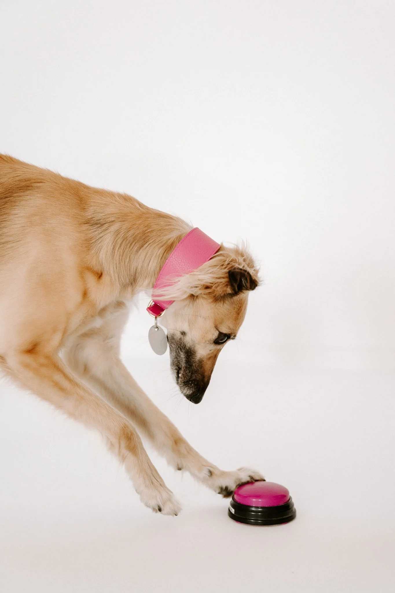 Businessshooting mit Hund in Köln (3 von 35).jpg