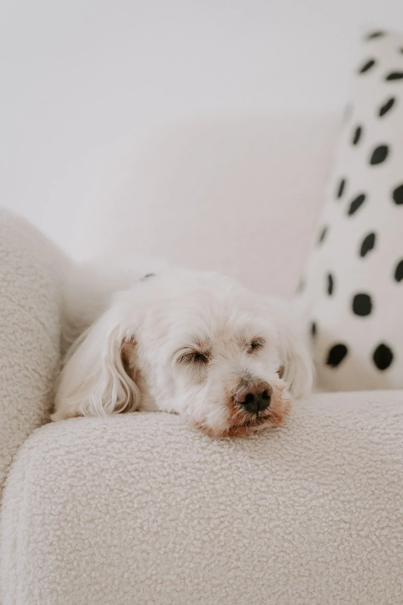 Cleane Hundefotografie Studio Köln  (10 von 16).jpg