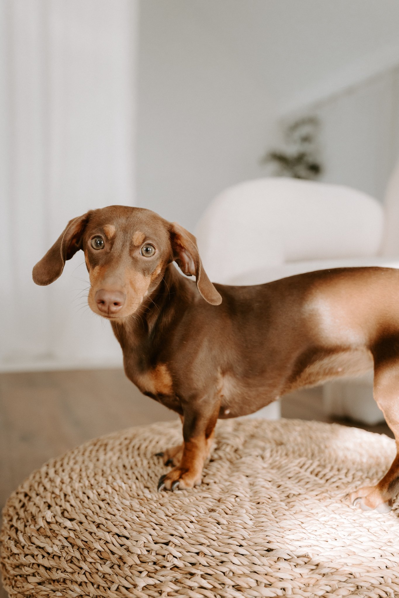 Babybauchshooting mit Hund Köln(25 von 65).jpg