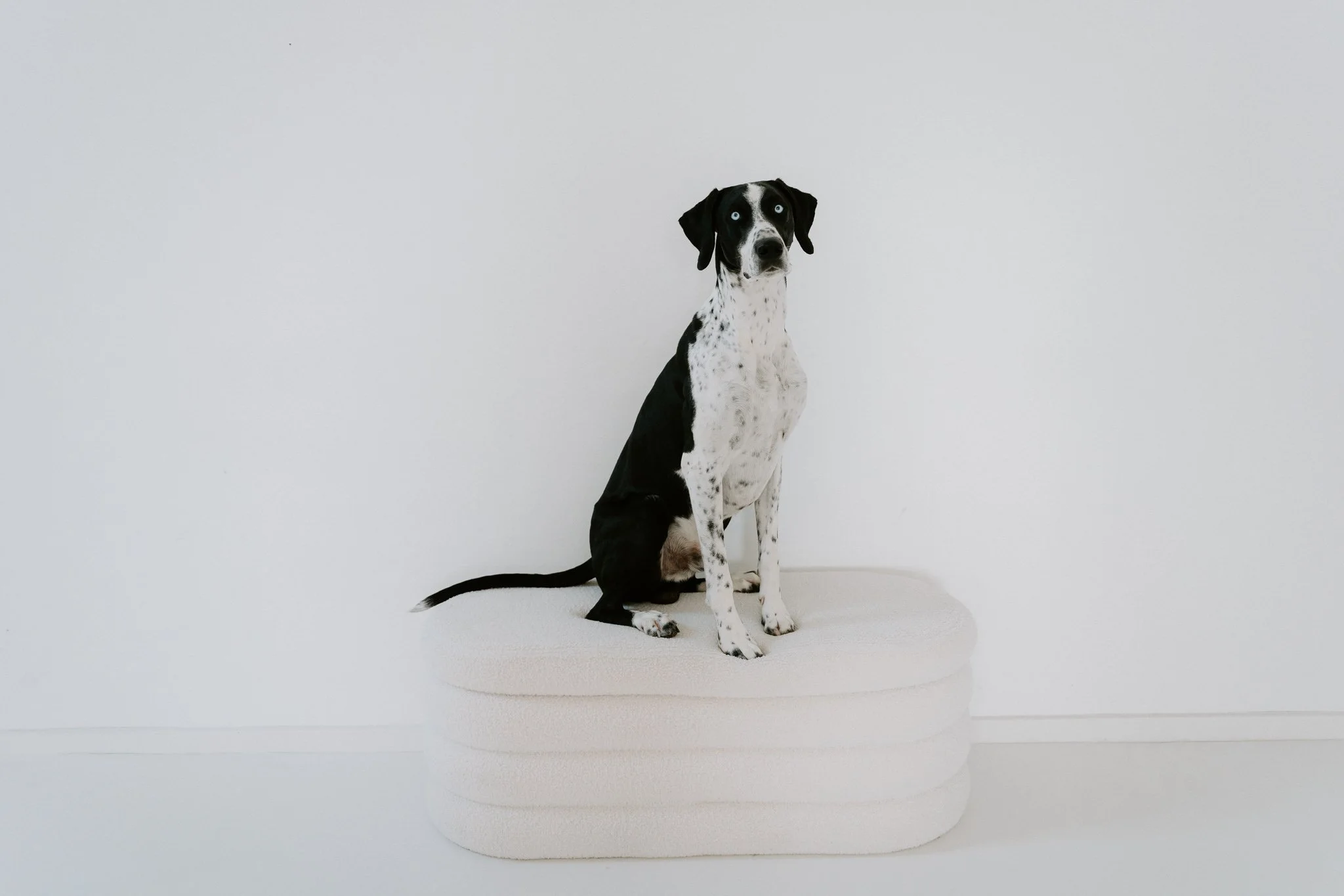 Schwarzer und weißer Dalmatiner-Hund sitzt vor weißer Wand.