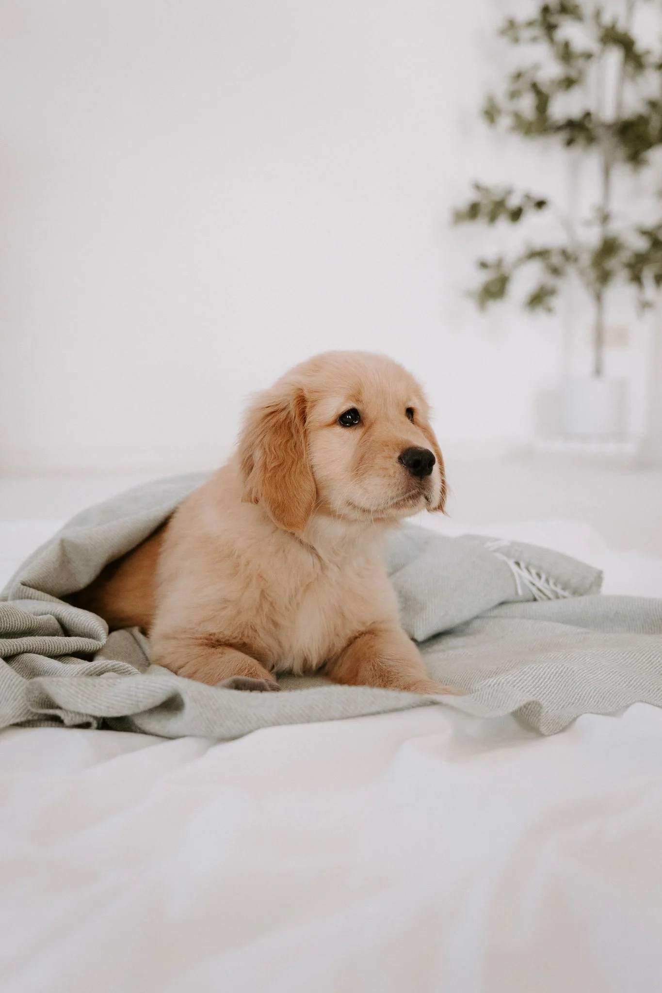 Welpenshooting Köln (21 von 40).jpg