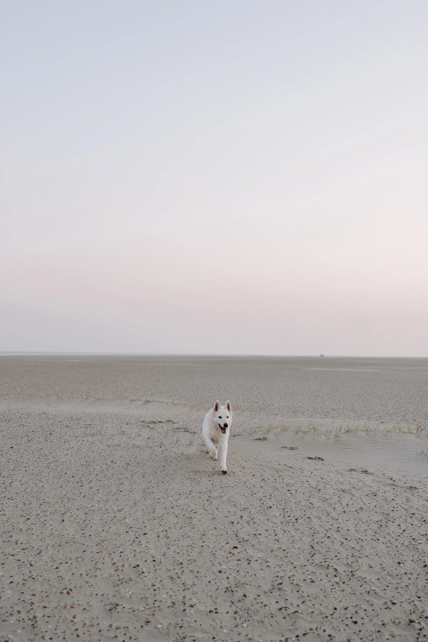 Hundefotografie Holland (1 von 13).jpg