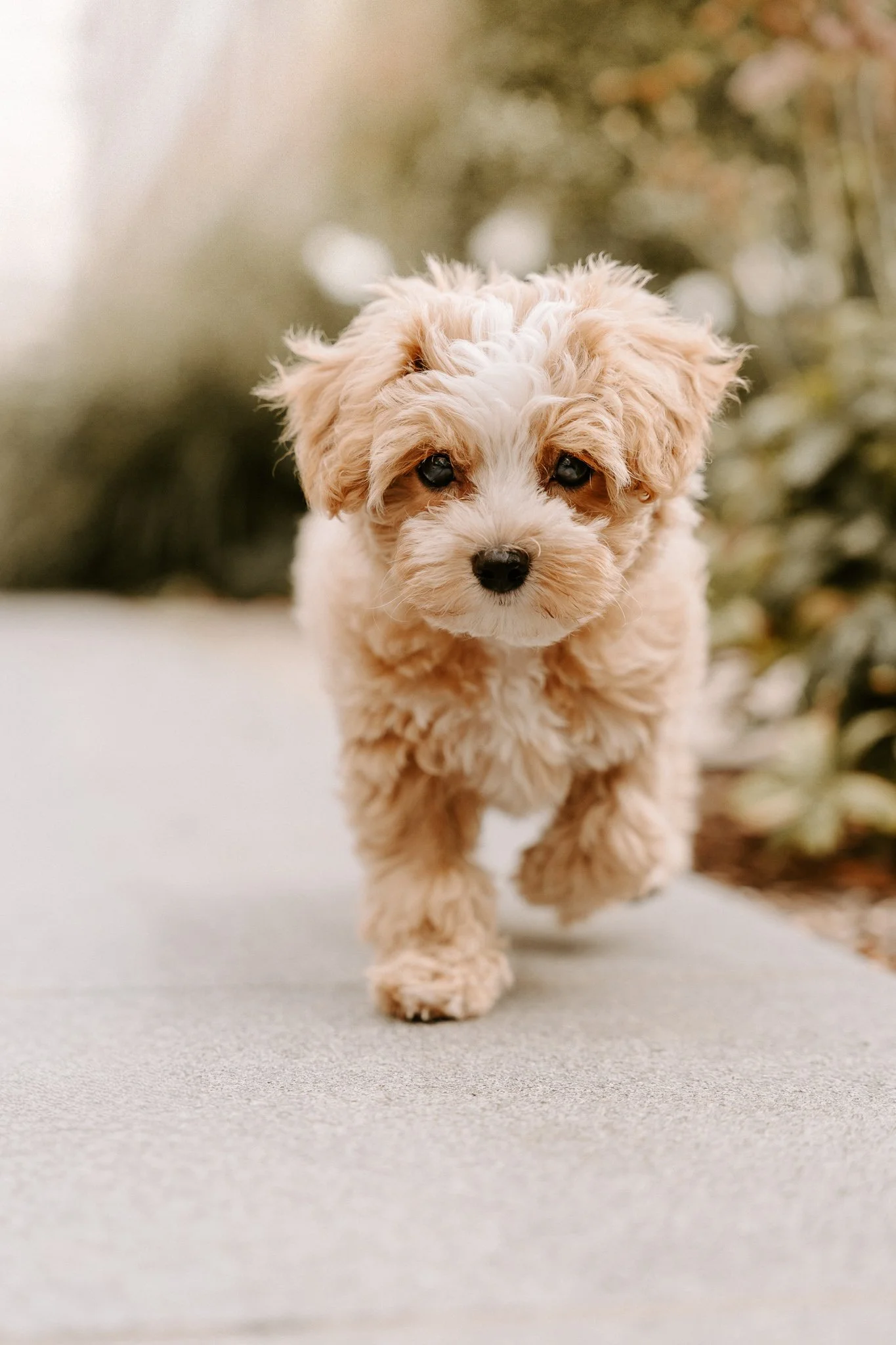 Hundefotografie Outdoor Köln(3 von 134).jpg