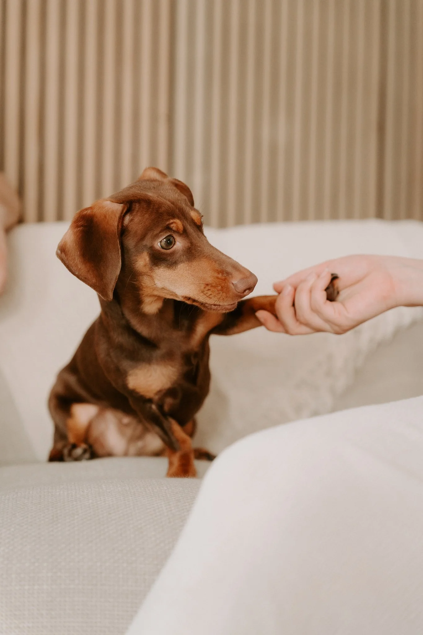 Babybauchshooting mit Hund Köln(28 von 65).jpg