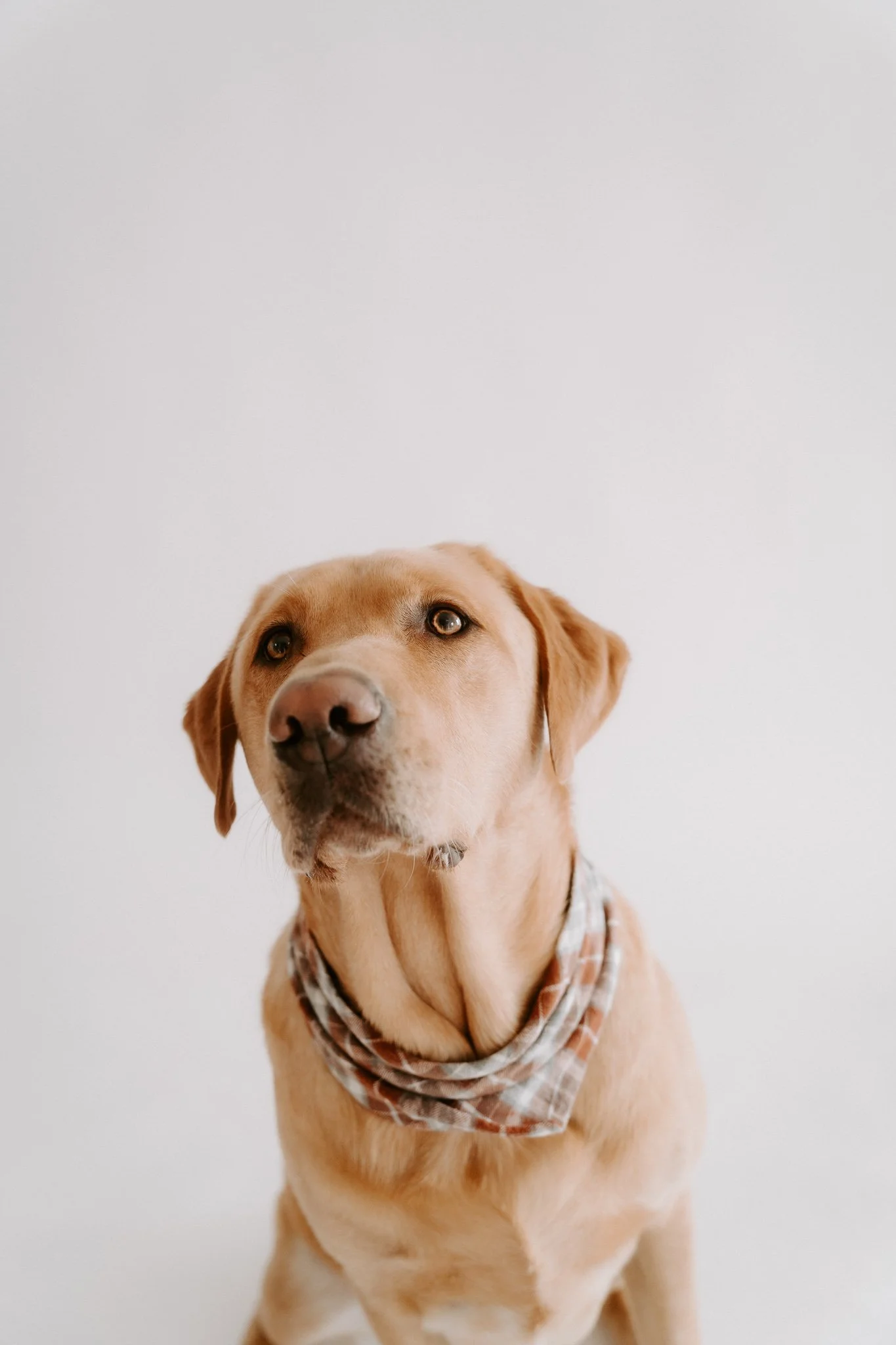 HUndefotos Köln Studio (15 von 21).jpg