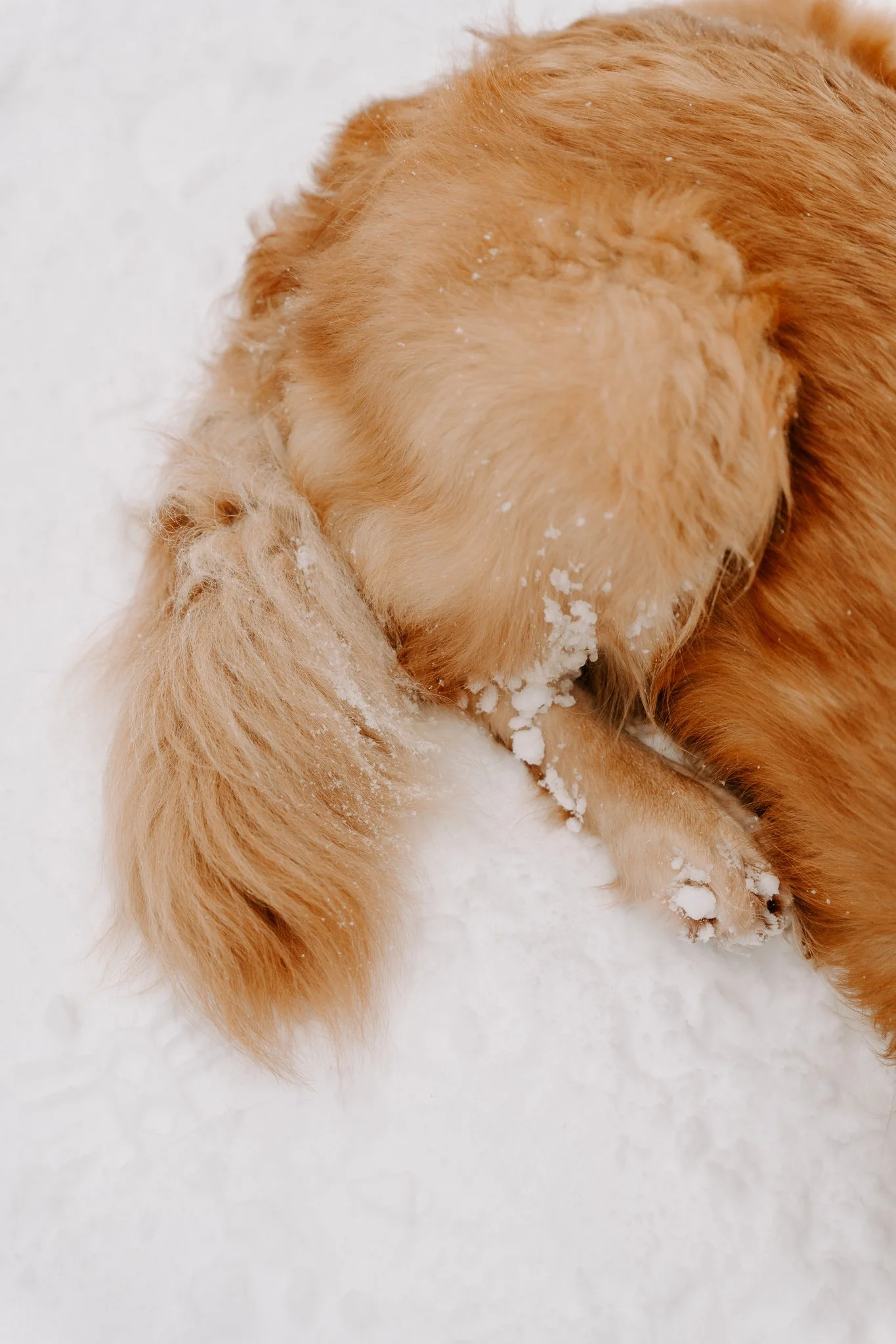 Hundefotografie Köln (51 von 77).jpg