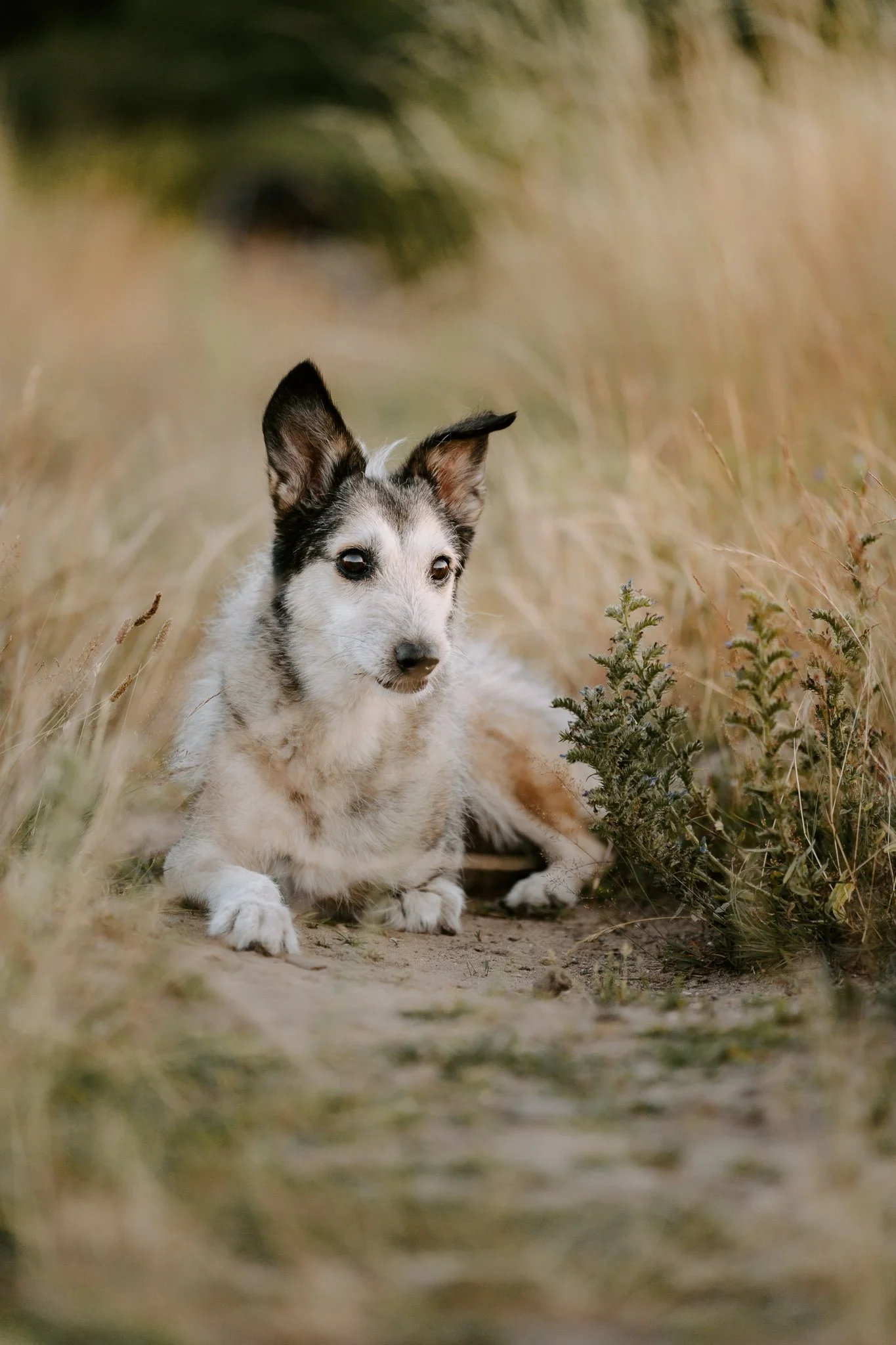 Hundefotografie Köln - Seniorhunde (32 von 35).jpg