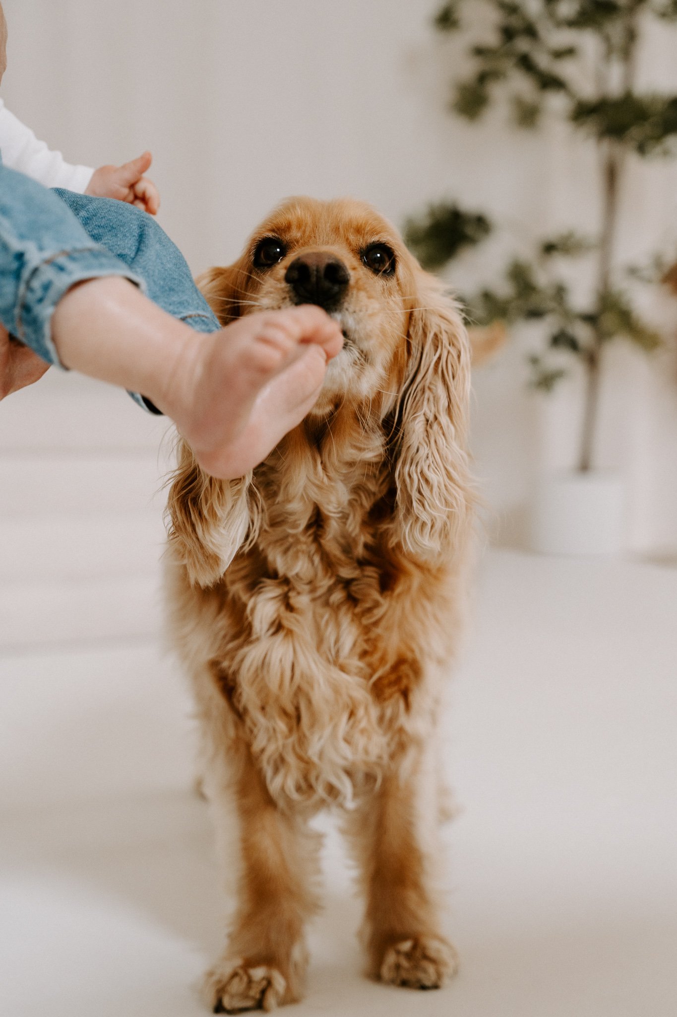 Familienshooting mit Hund Köln (31 von 41).jpg