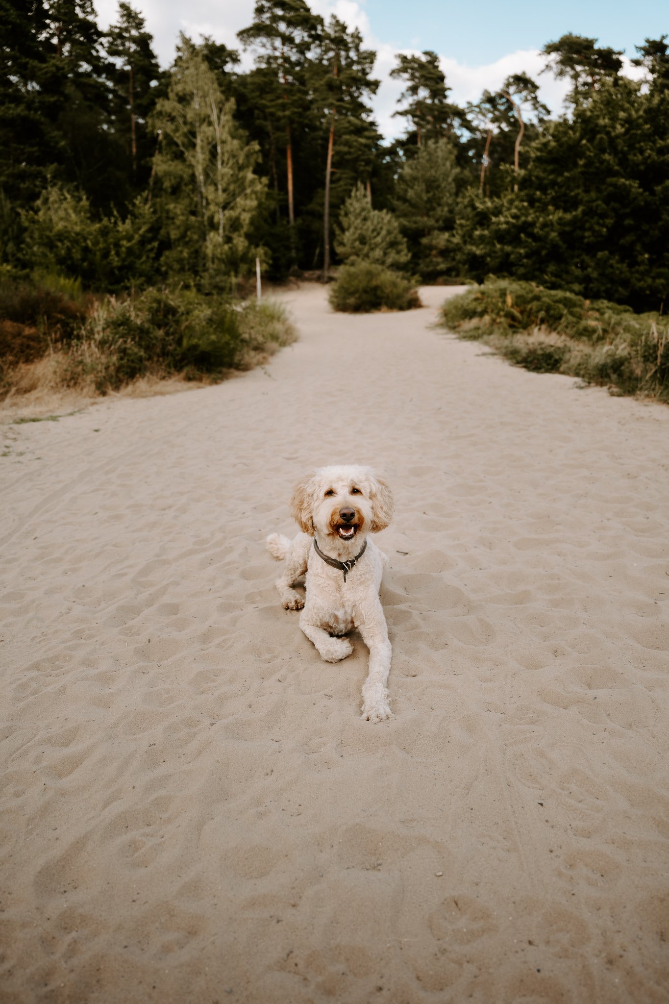 Hundeshooting in der Natur Köln (1 von 48).jpg