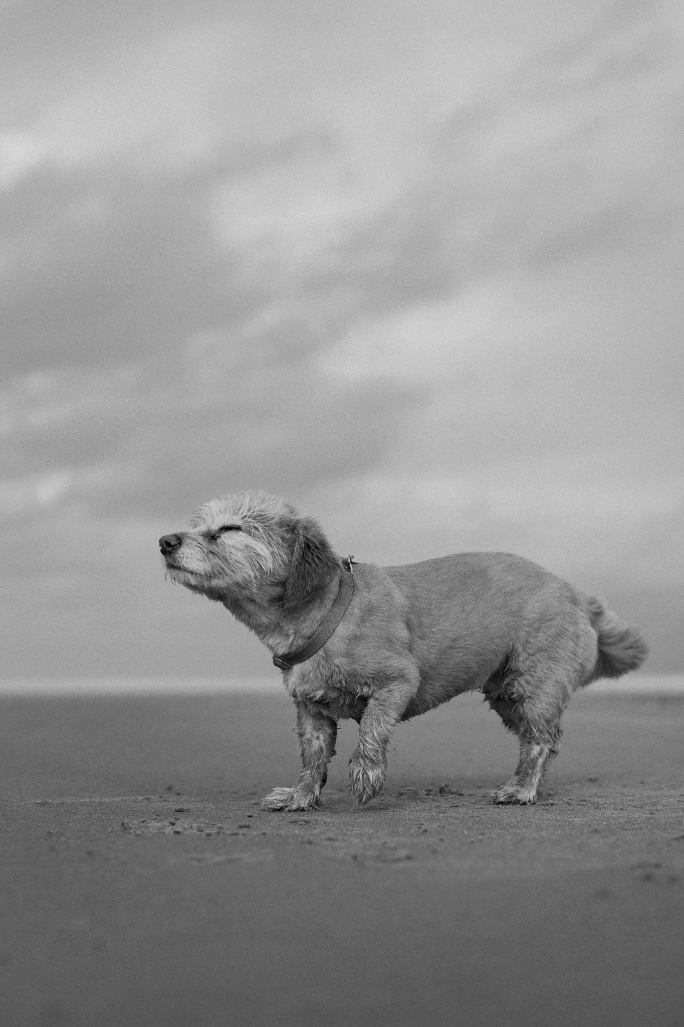 Hundefotos Holland (98 von 155).jpg