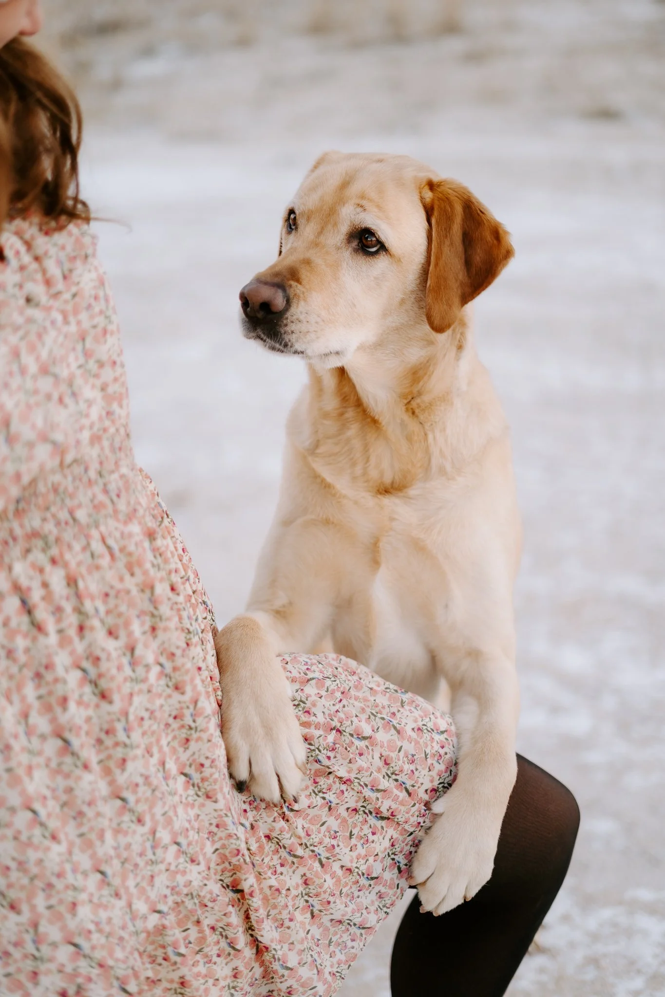 Ein Hund, der auf den Hinterbeinen sitzt und die Pfote eines Kindes hält, bei einem Schnee hintergrund.