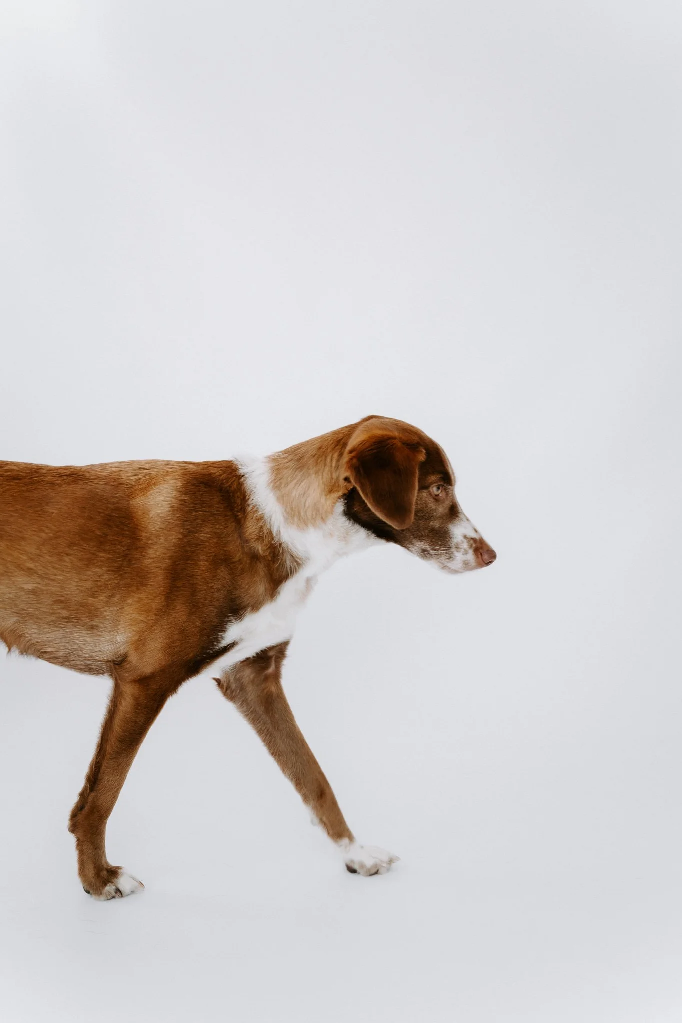 Hundefotografie indoor Köln (9 von 10).jpg