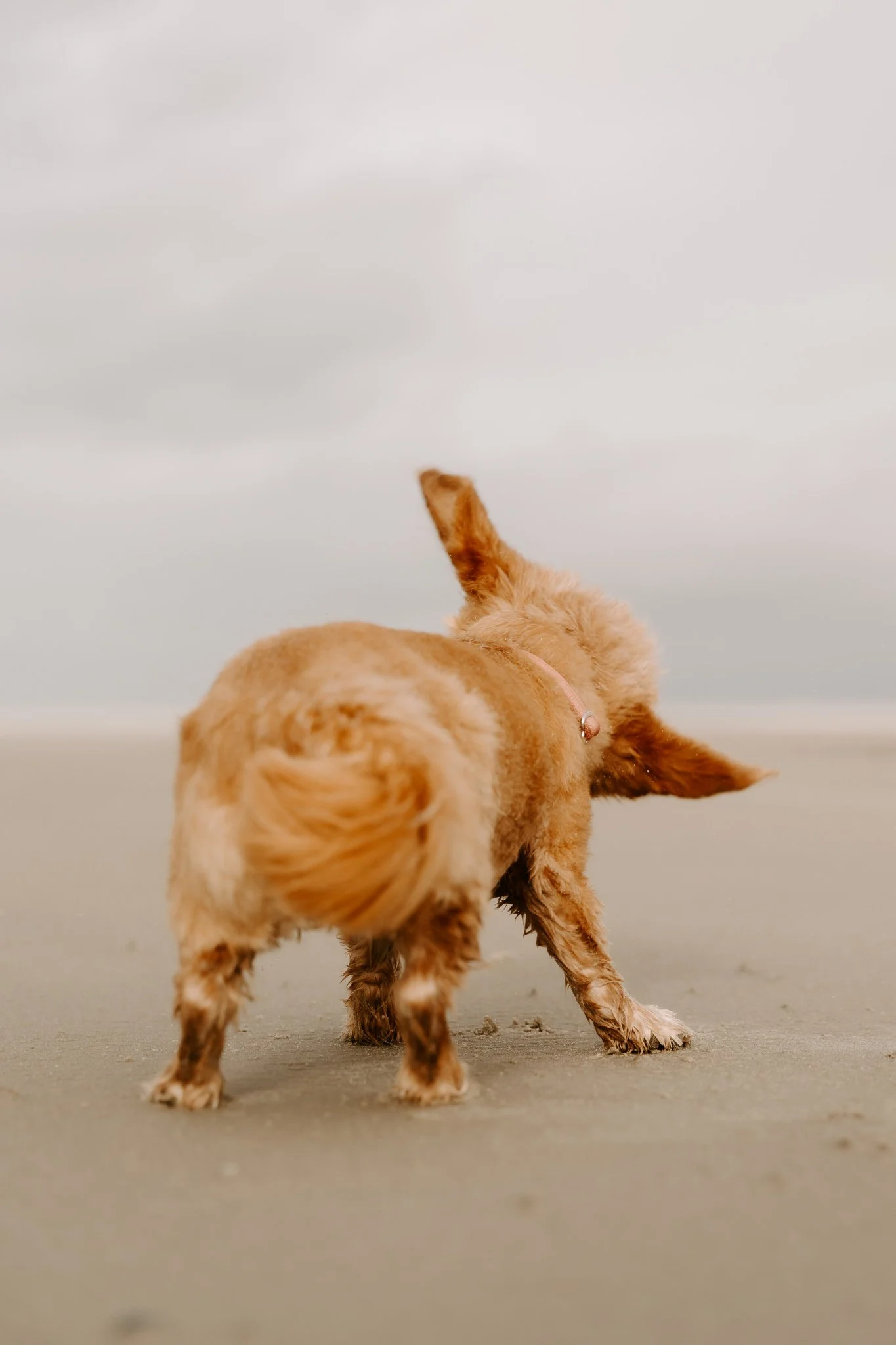 Hundefotos Holland (95 von 155).jpg