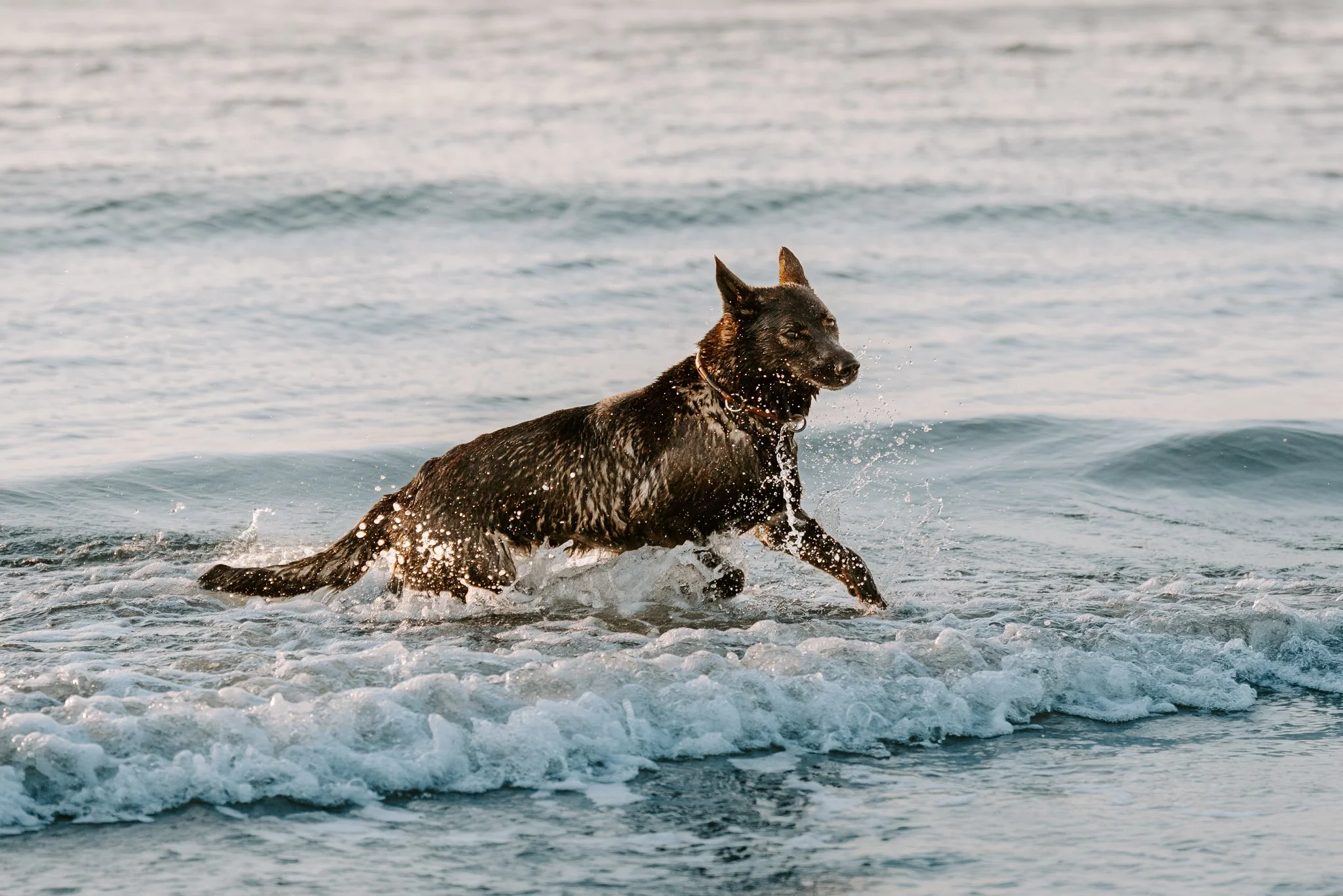 HUndefotografie Holland - Bohoandclassy Fotografie (69 von 94).jpg
