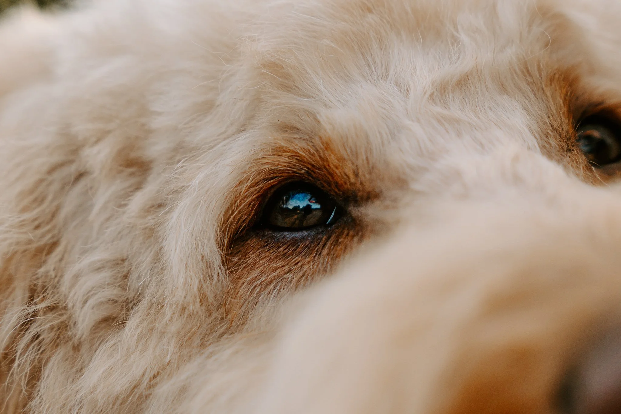 Hundeshooting in der Natur Köln (32 von 48).jpg