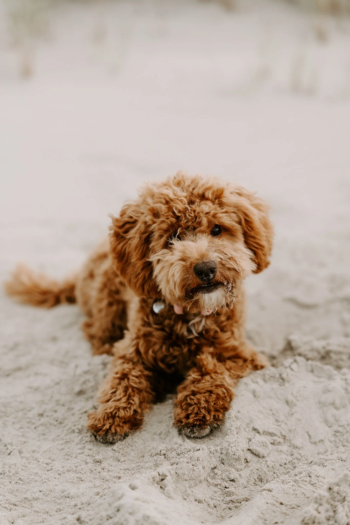 Familienshooting mit Hund in Holland am Strand (8 von 56).jpg