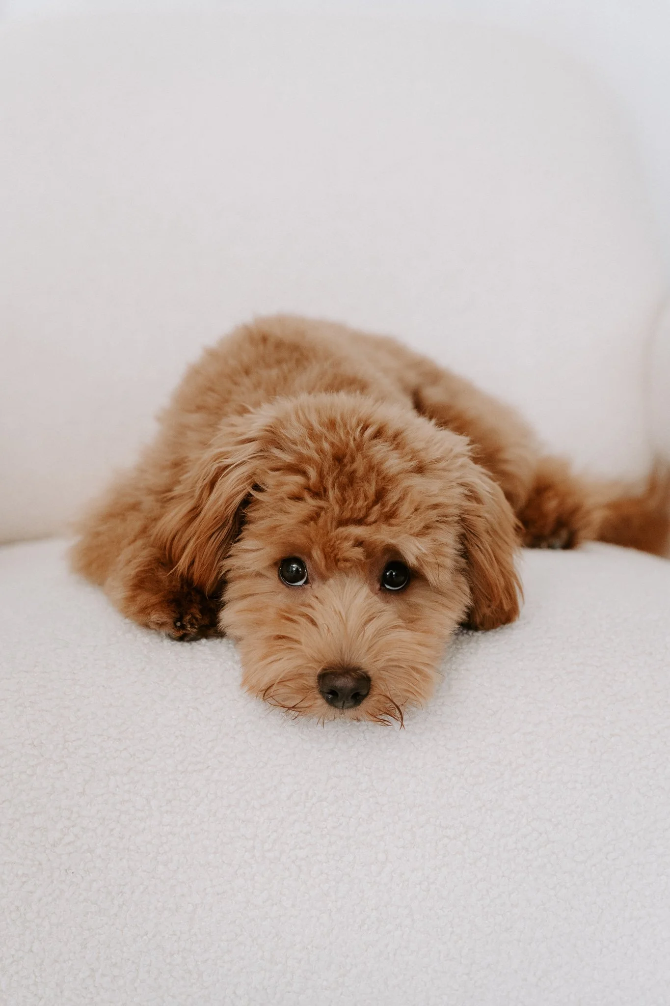 Hundefotografie indoor Köln (2 von 4).jpg