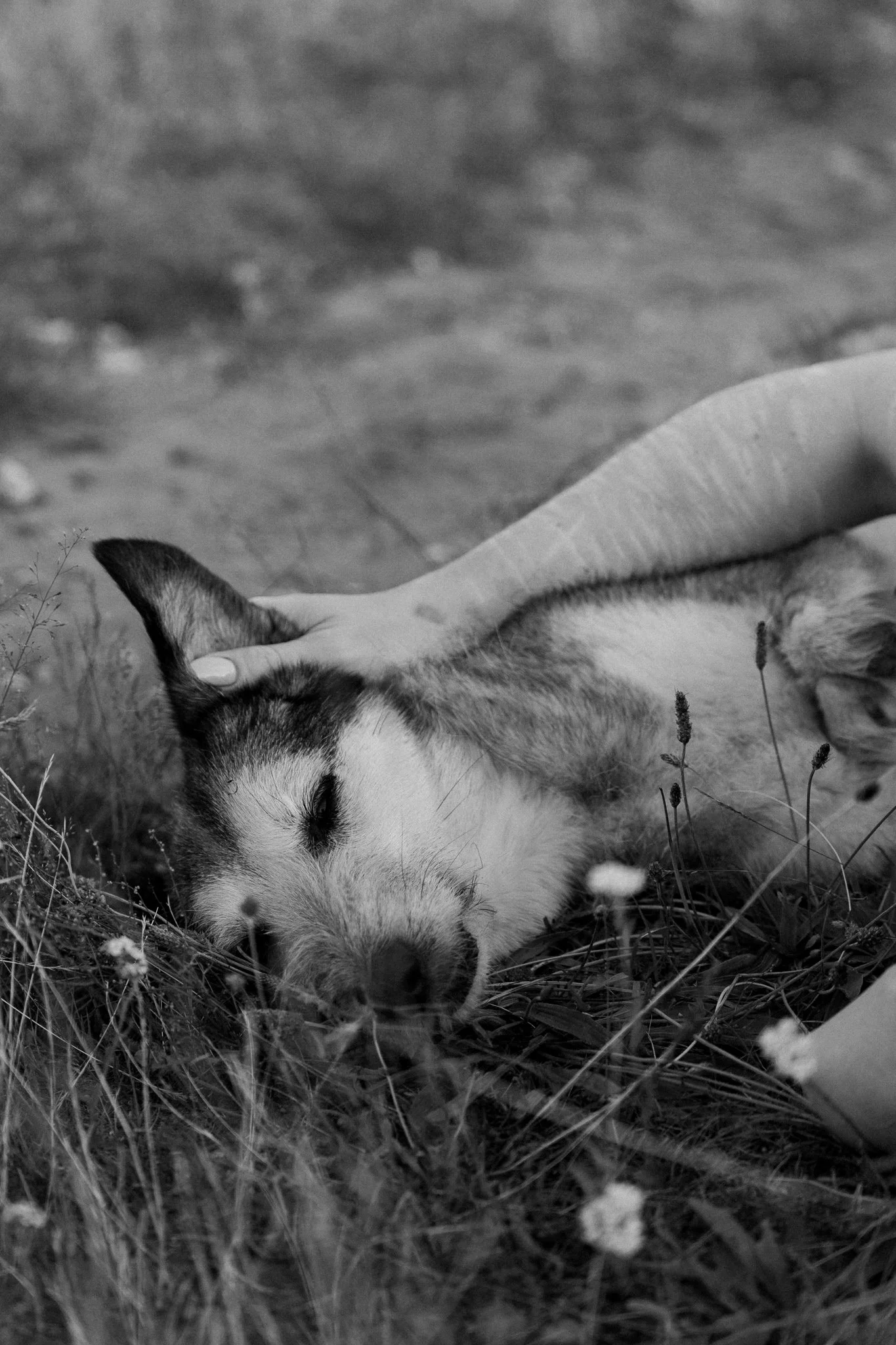 Hundefotografie Köln - Seniorhunde (14 von 35).jpg