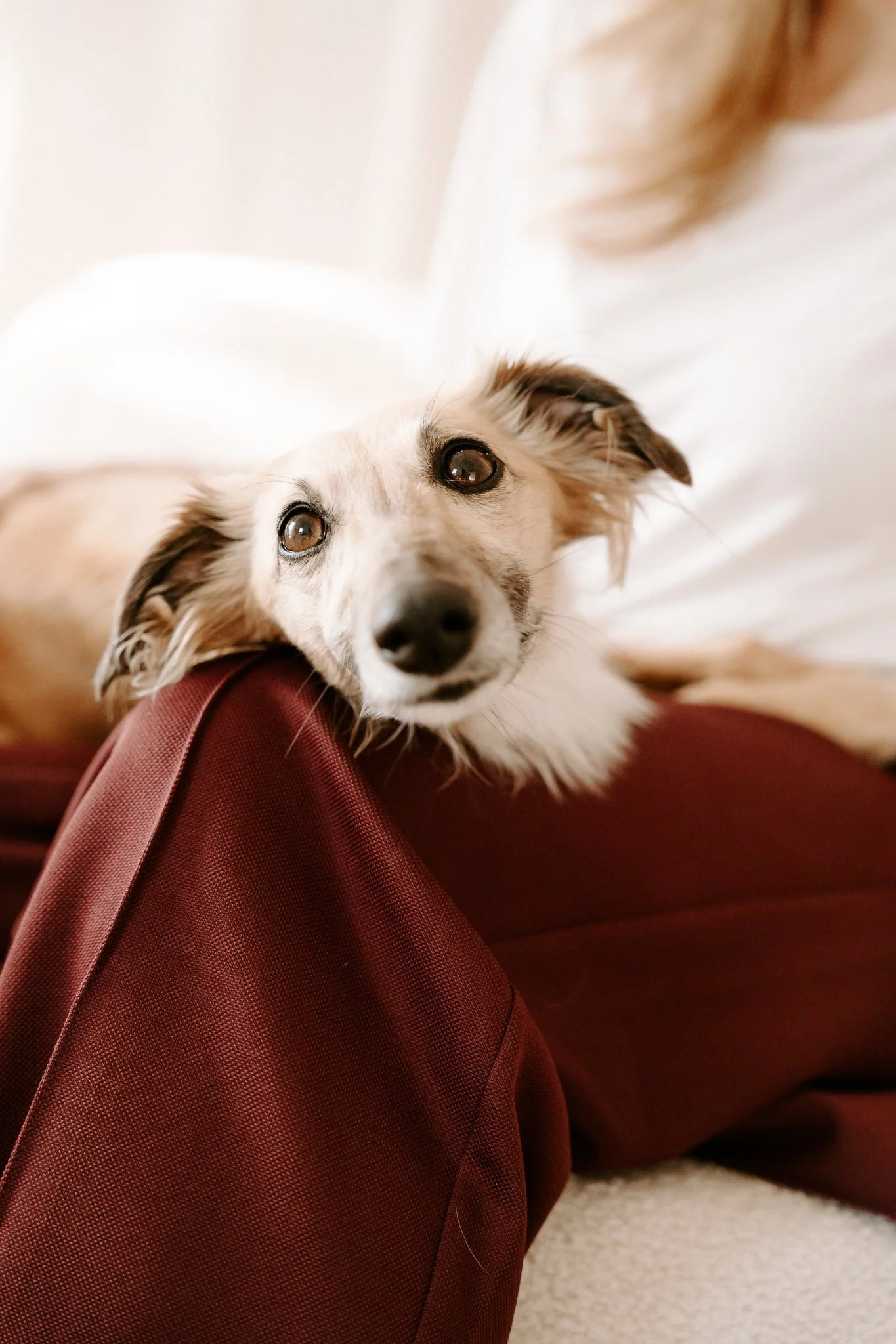 Businessshooting mit Hund in Köln (17 von 35).jpg