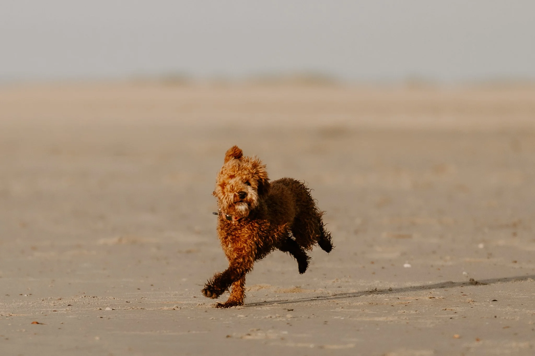 Familienshooting mit Hund in Holland am Strand (48 von 56).jpg