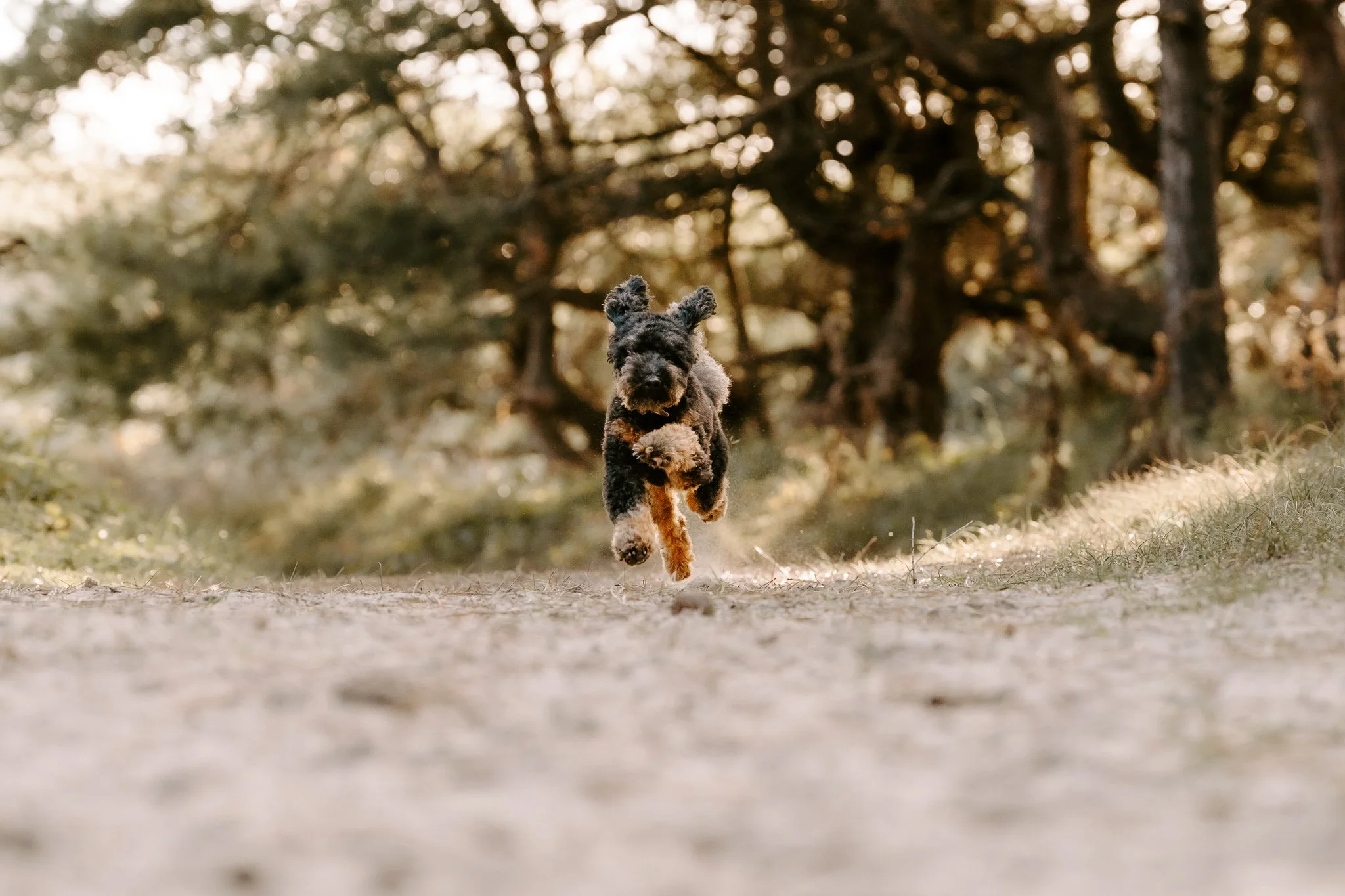 Hundefotografie Holland 6 von 22).jpg