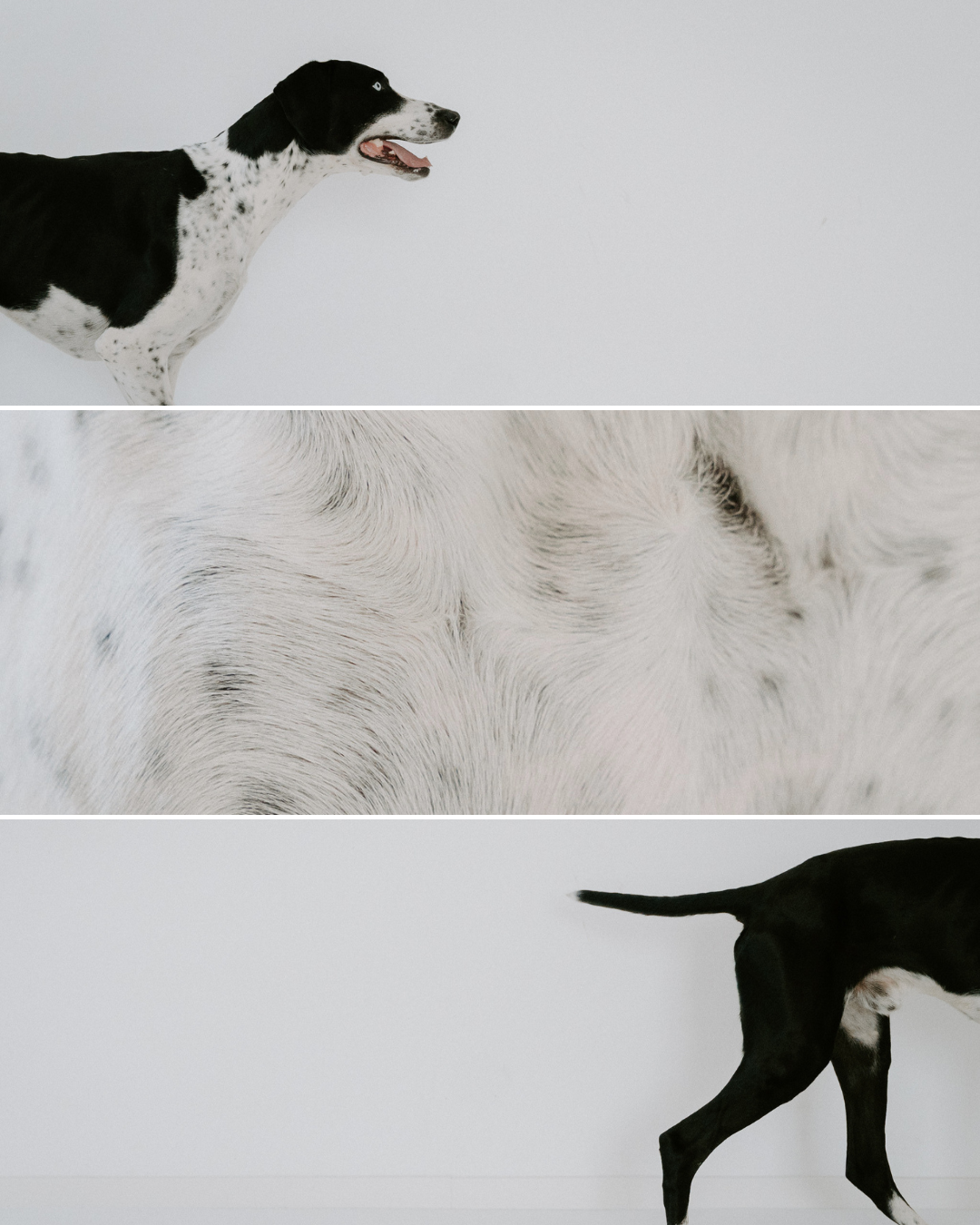 Ein schwarzer und weißer Hund, Nahaufnahme des Fells, Hund läuft auf einem weißen Hintergrund.