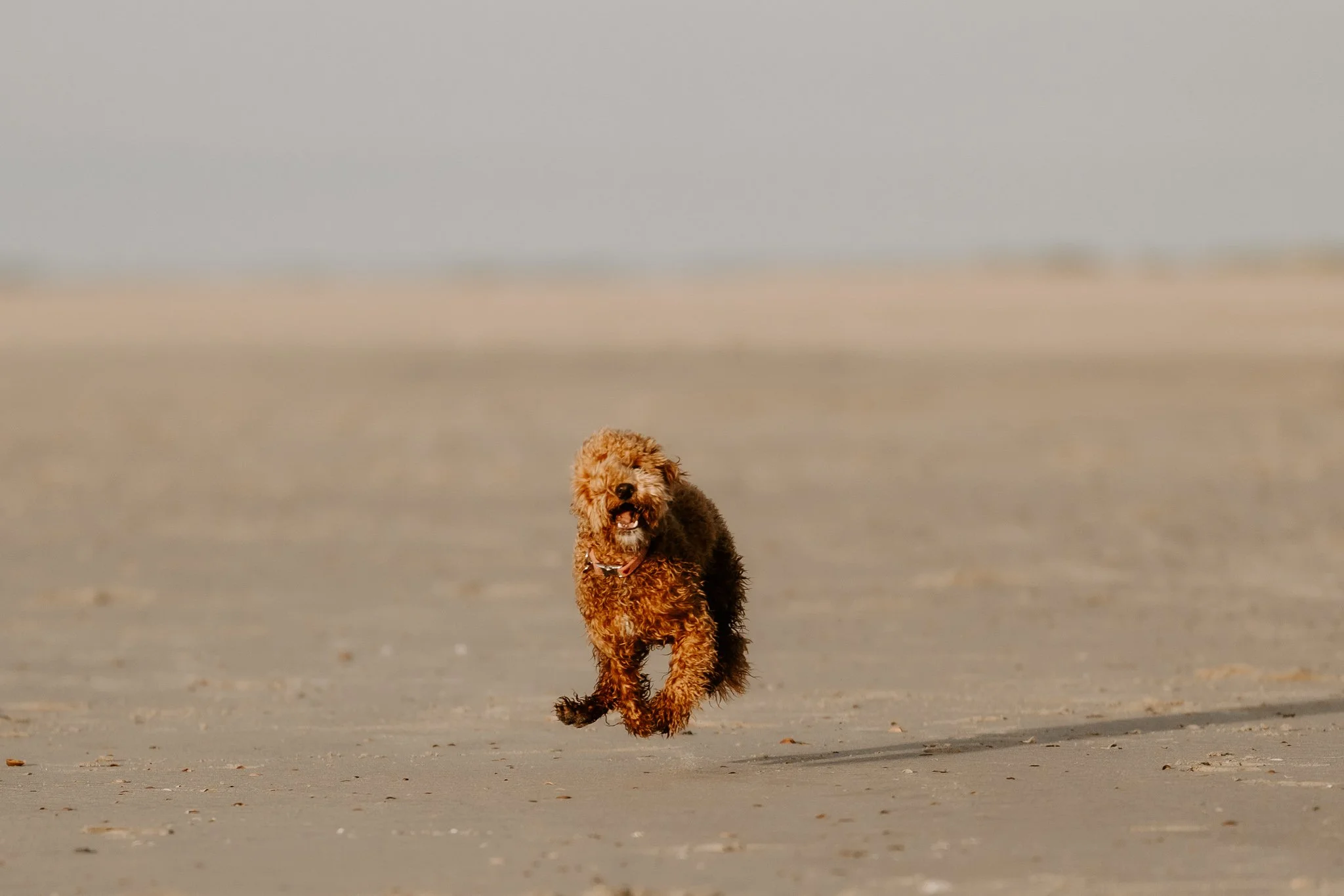 Familienshooting mit Hund in Holland am Strand (49 von 56).jpg
