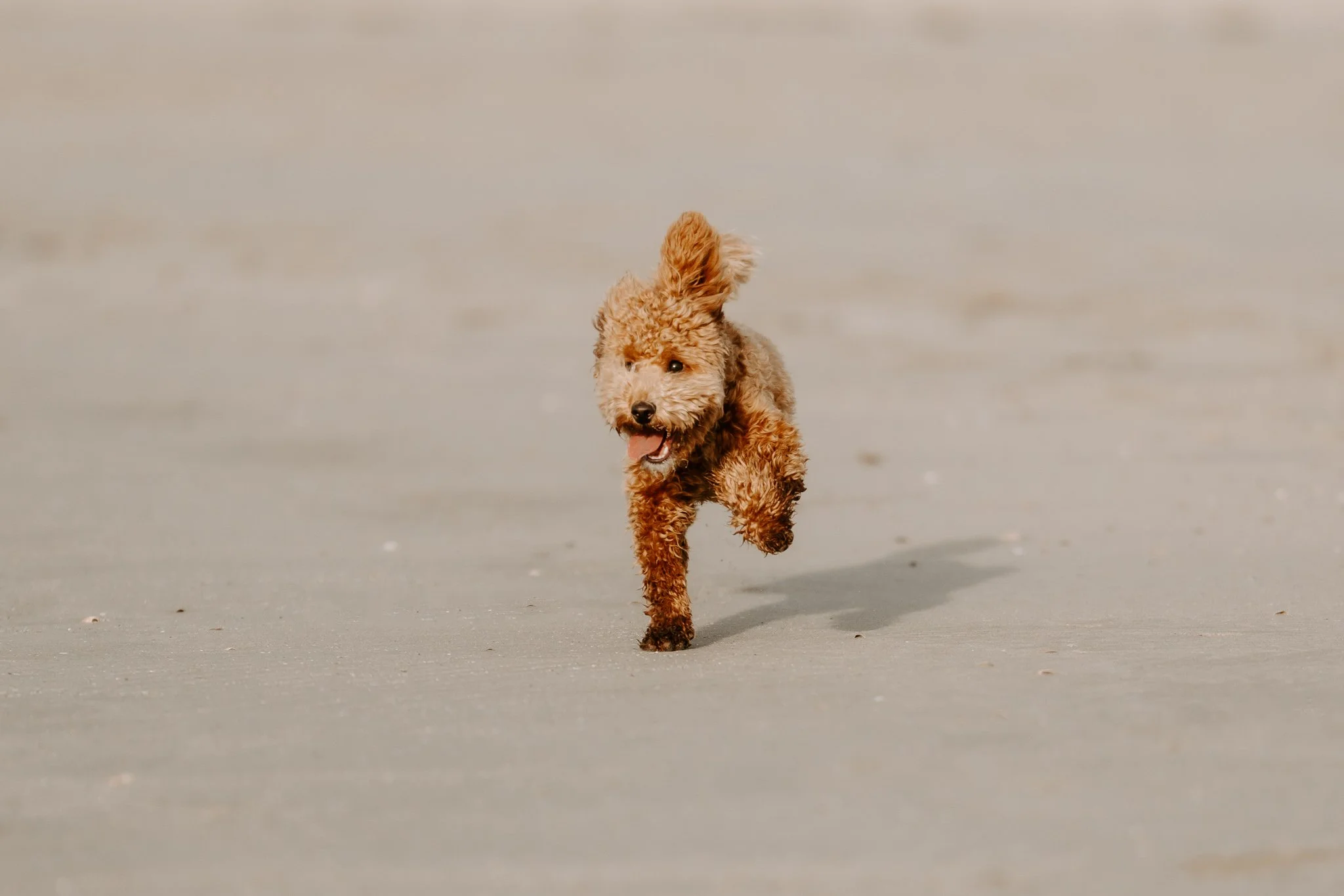 Familienshooting mit Hund in Holland am Strand (17 von 56).jpg