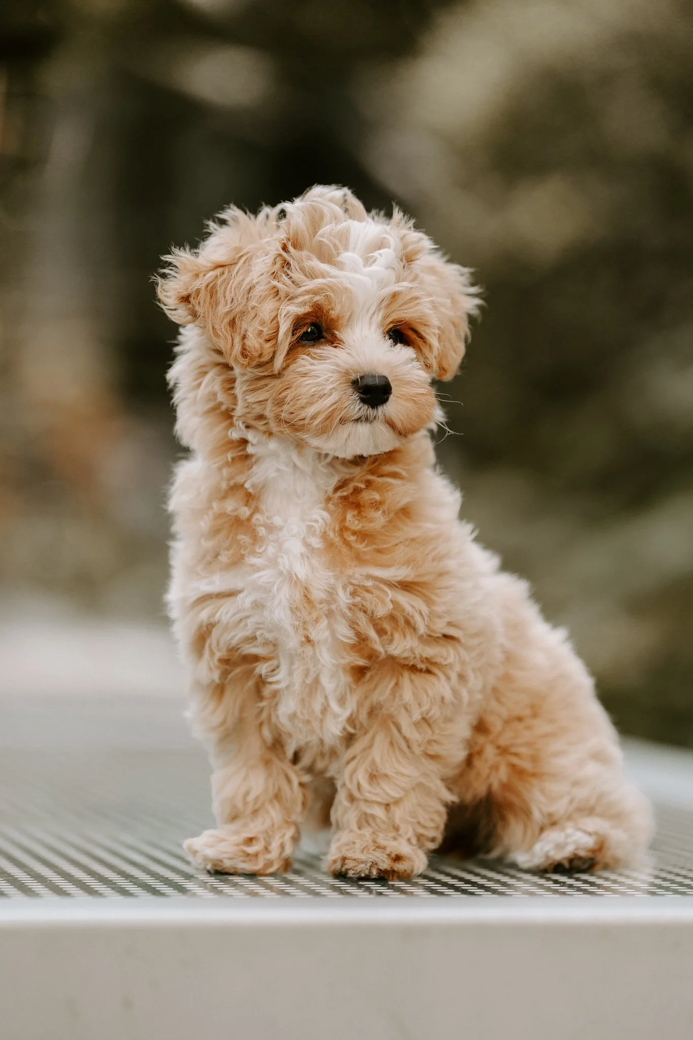 Hundefotografie Outdoor Köln(120 von 134).jpg