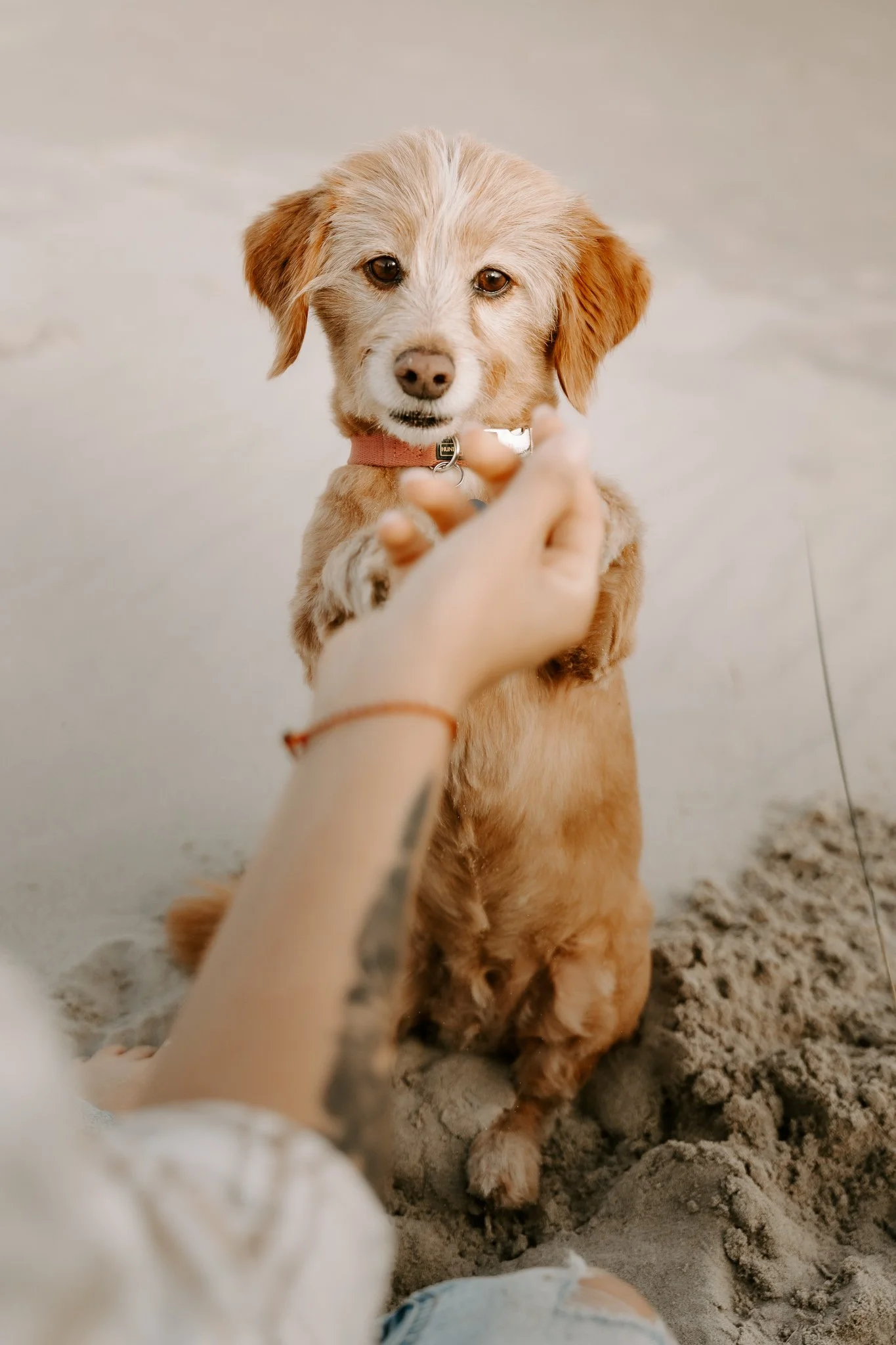 Hundefotos Holland (23 von 155).jpg