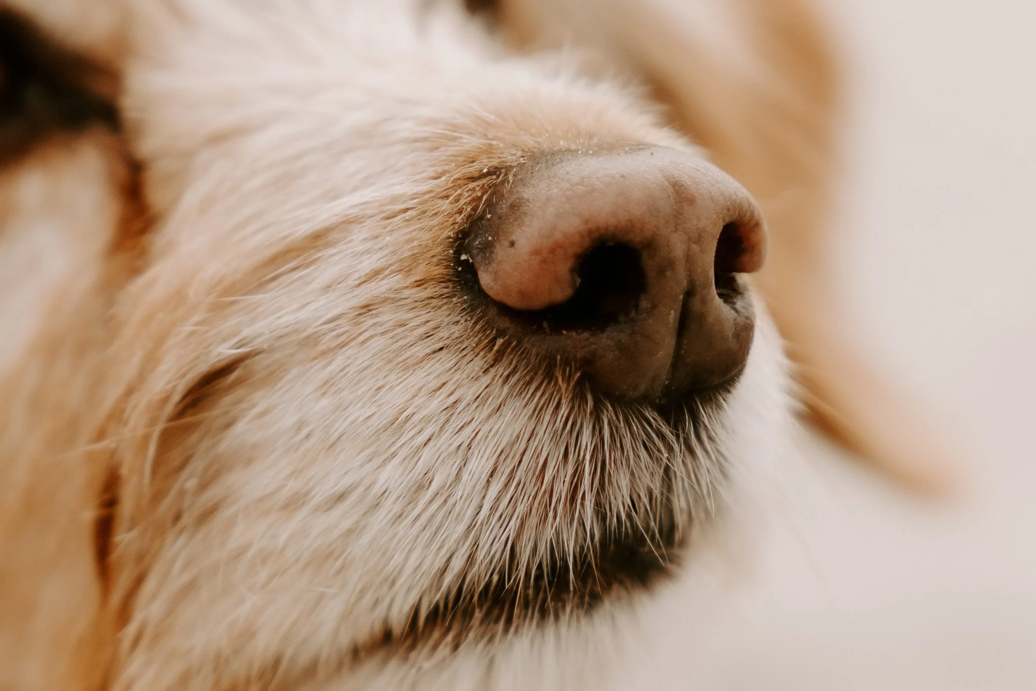Hundefotos Holland (42 von 155).jpg
