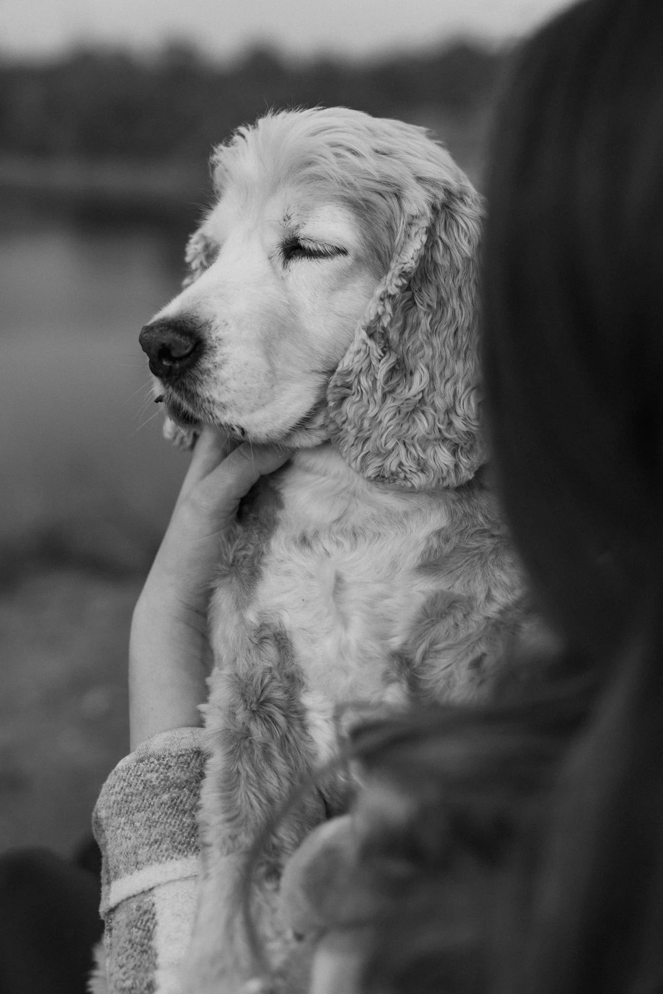 Schwarze und weiße Cocker Spaniel auf dem Arm gehalten, mit geschlossenem Auge.