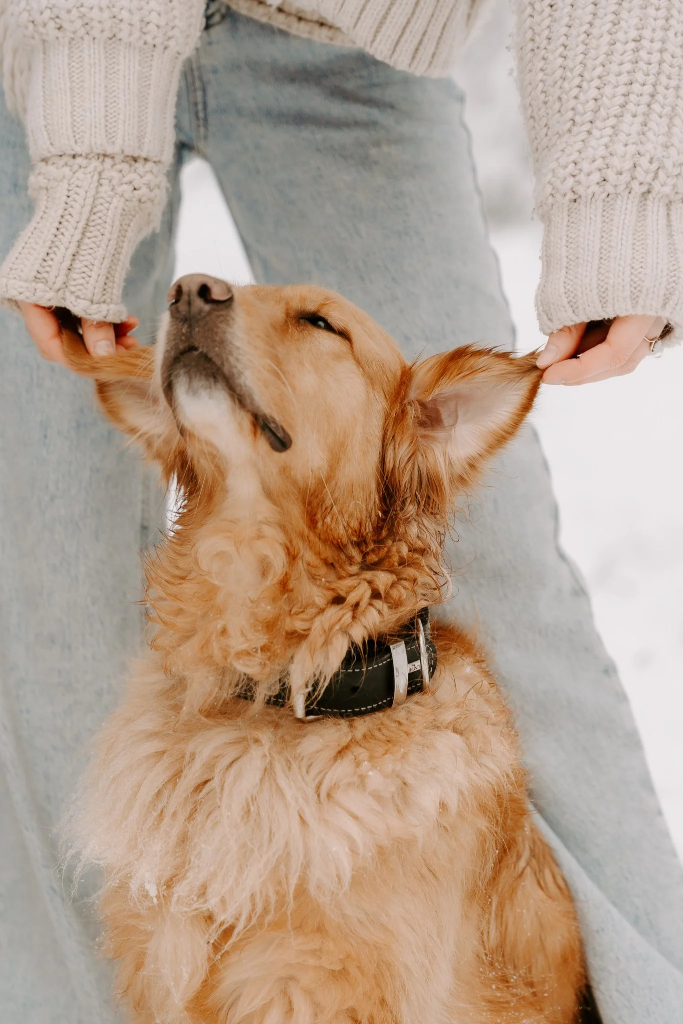 Hundefotografie Köln (50 von 77).jpg