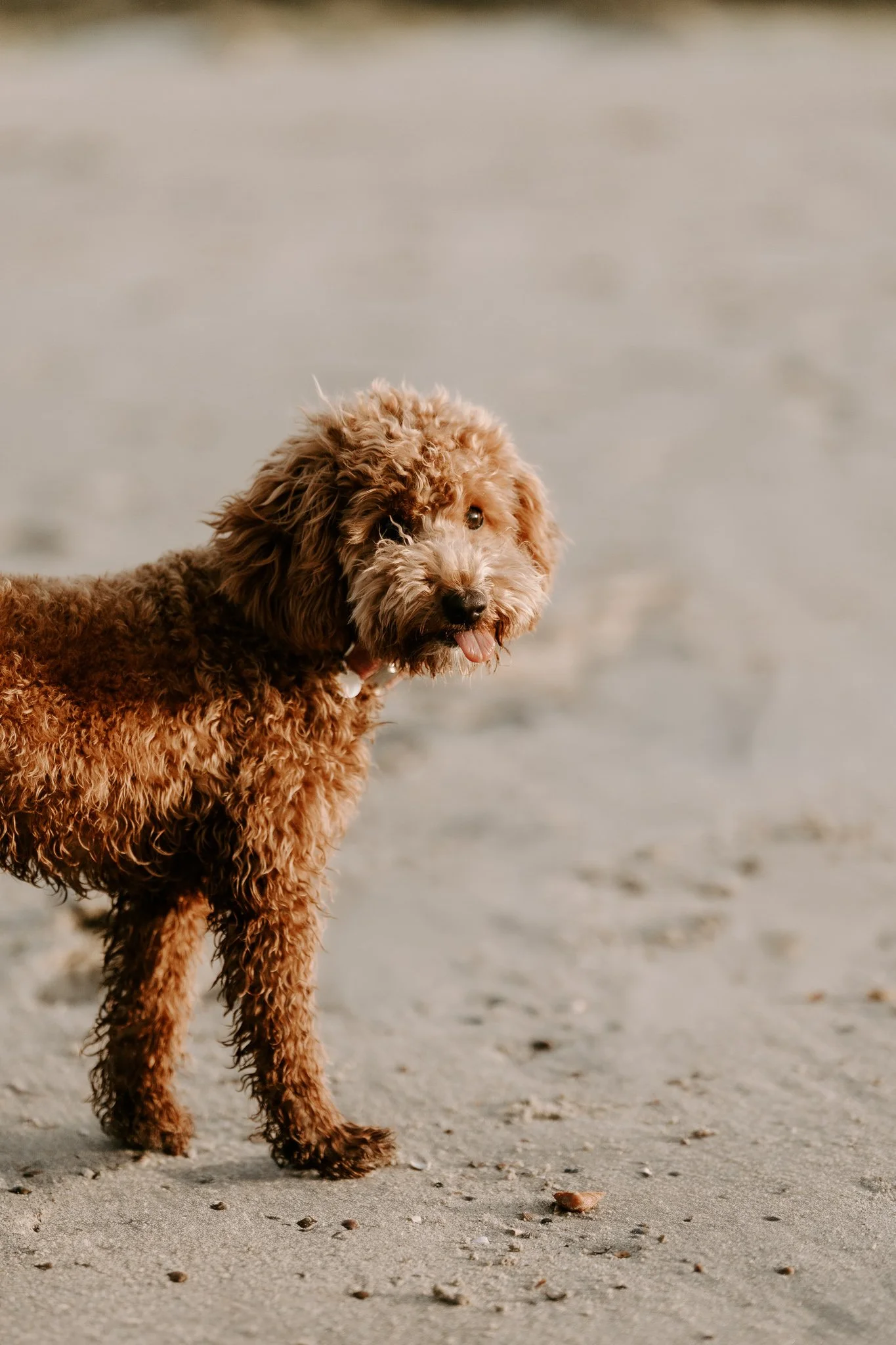 Familienshooting mit Hund in Holland am Strand (50 von 56).jpg