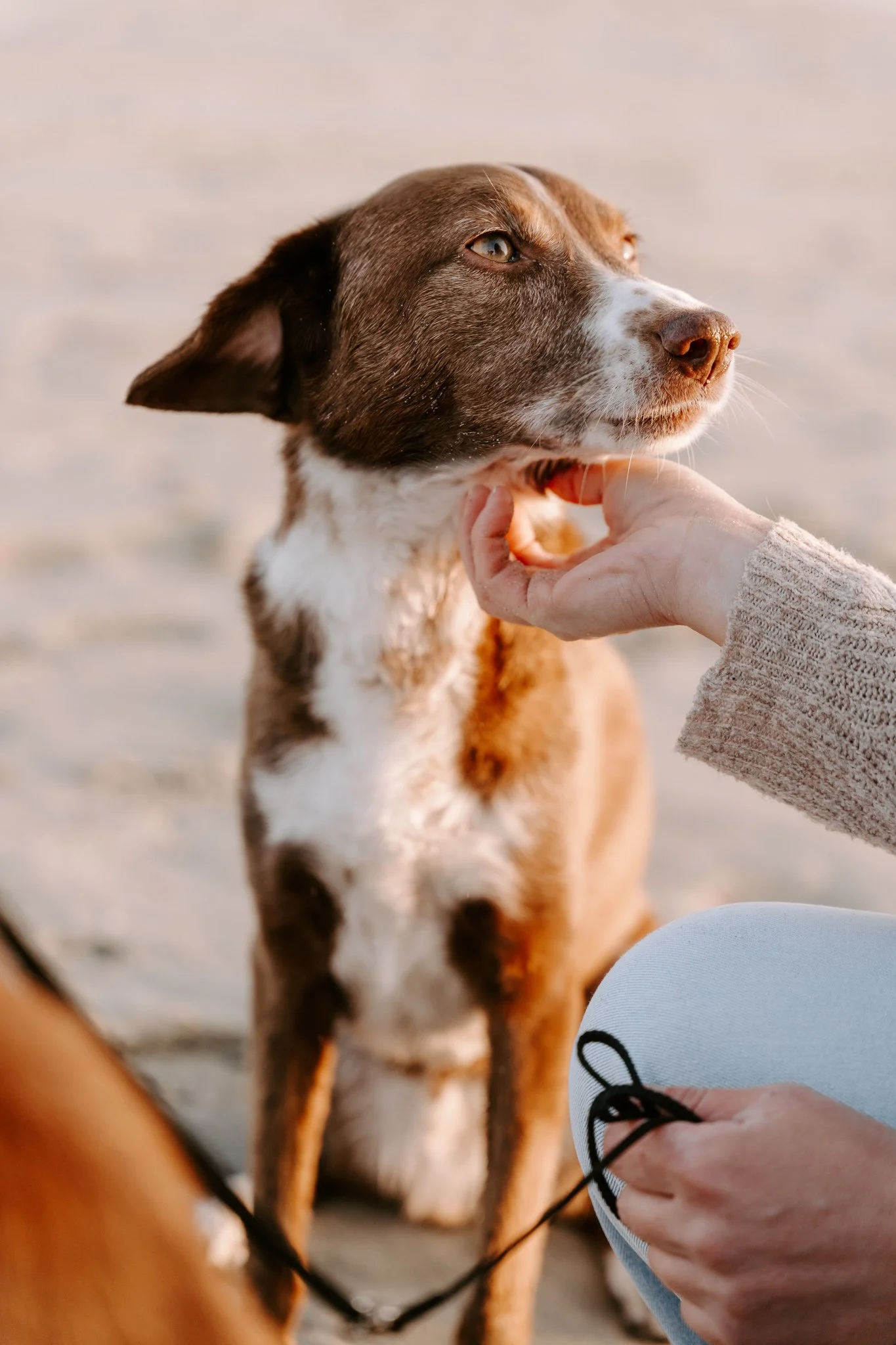 Hundefotografie Holland (8 von 12).jpg
