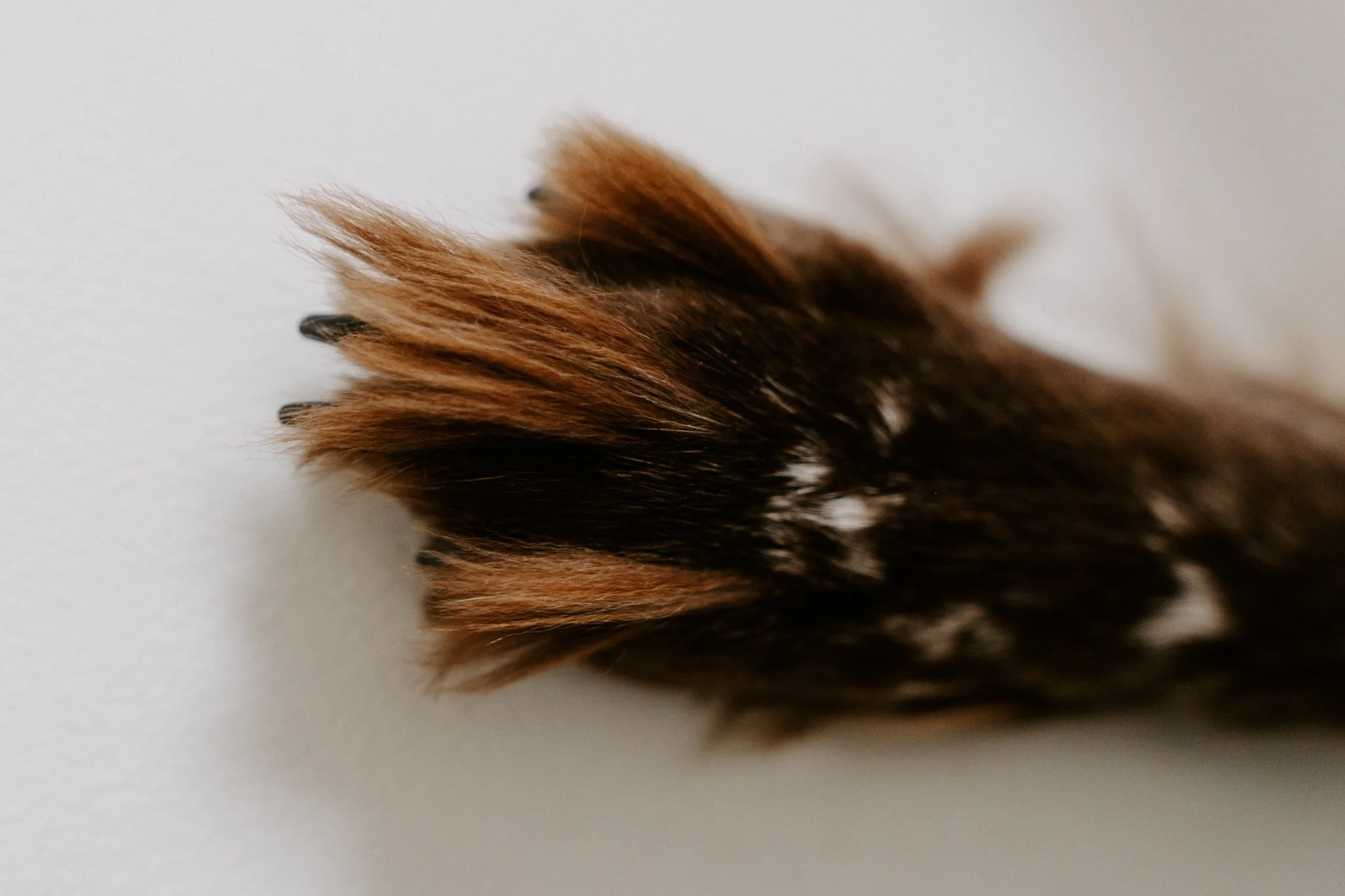 Familienshooting mit Hund Köln (6 von 41).jpg