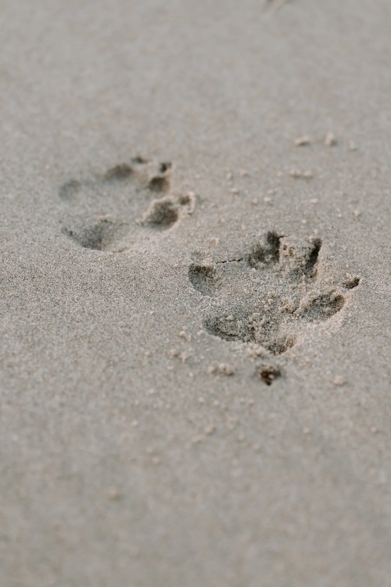 Hundefotografie Holland (5 von 5).jpg