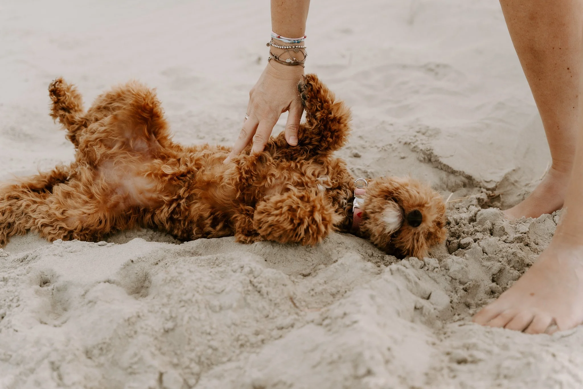 Familienshooting mit Hund in Holland am Strand (10 von 56).jpg