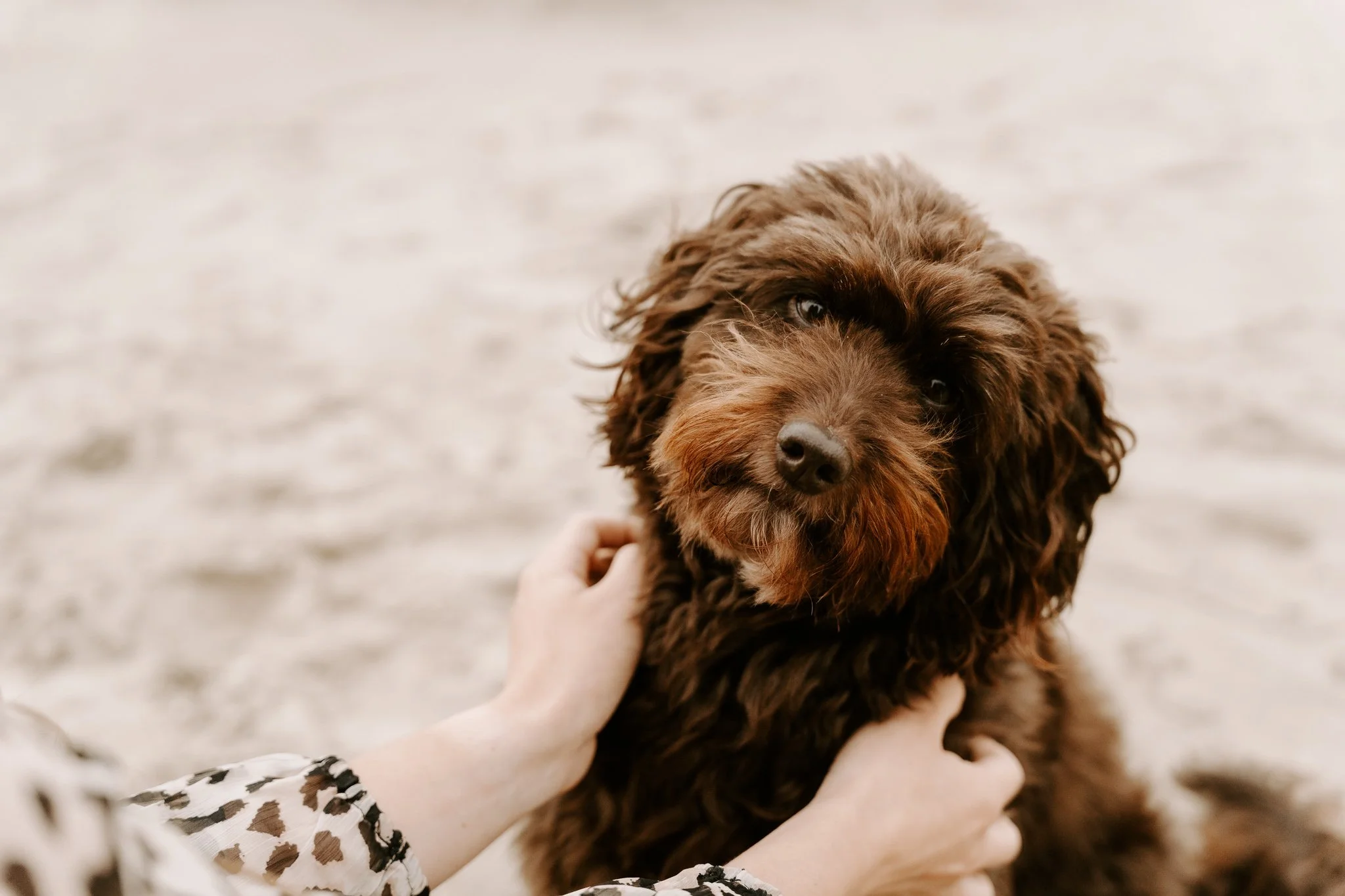 Hundefotos Holland am Strand(3 von 3).jpg