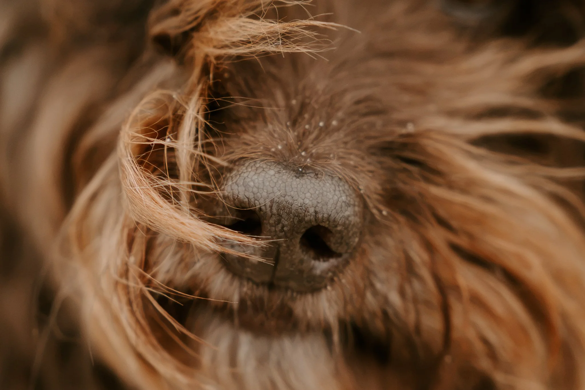 Hundefotos Holland am Strand(10 von 39).jpg