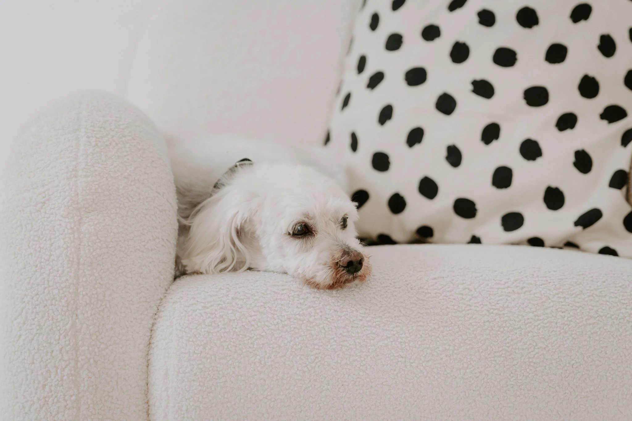 Cleane Hundefotografie Studio Köln  (9 von 16).jpg