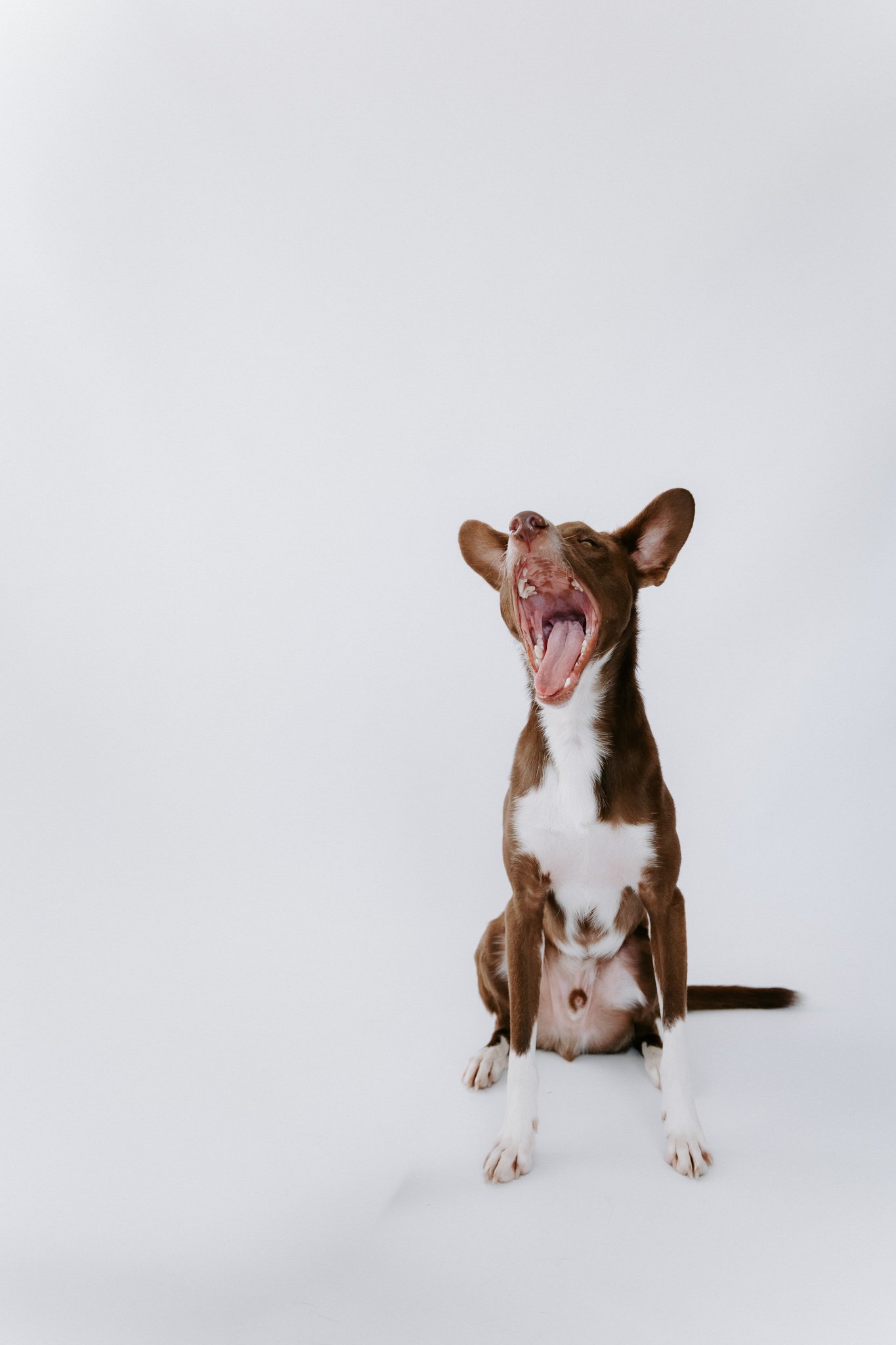 Hundefotografie indoor Köln (3 von 10).jpg