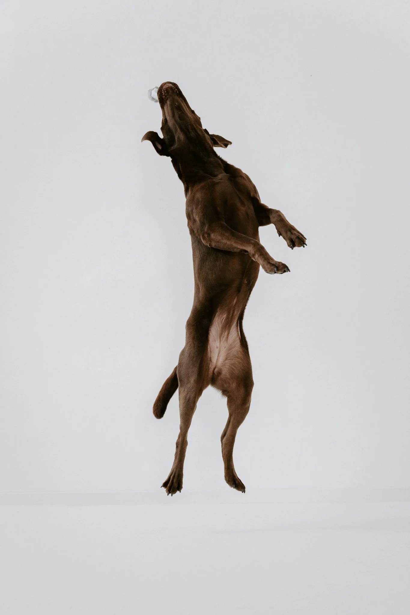 Familienshootoing mit Hund Köln - Bohoandclassy Fotografie(7 von 28).jpg