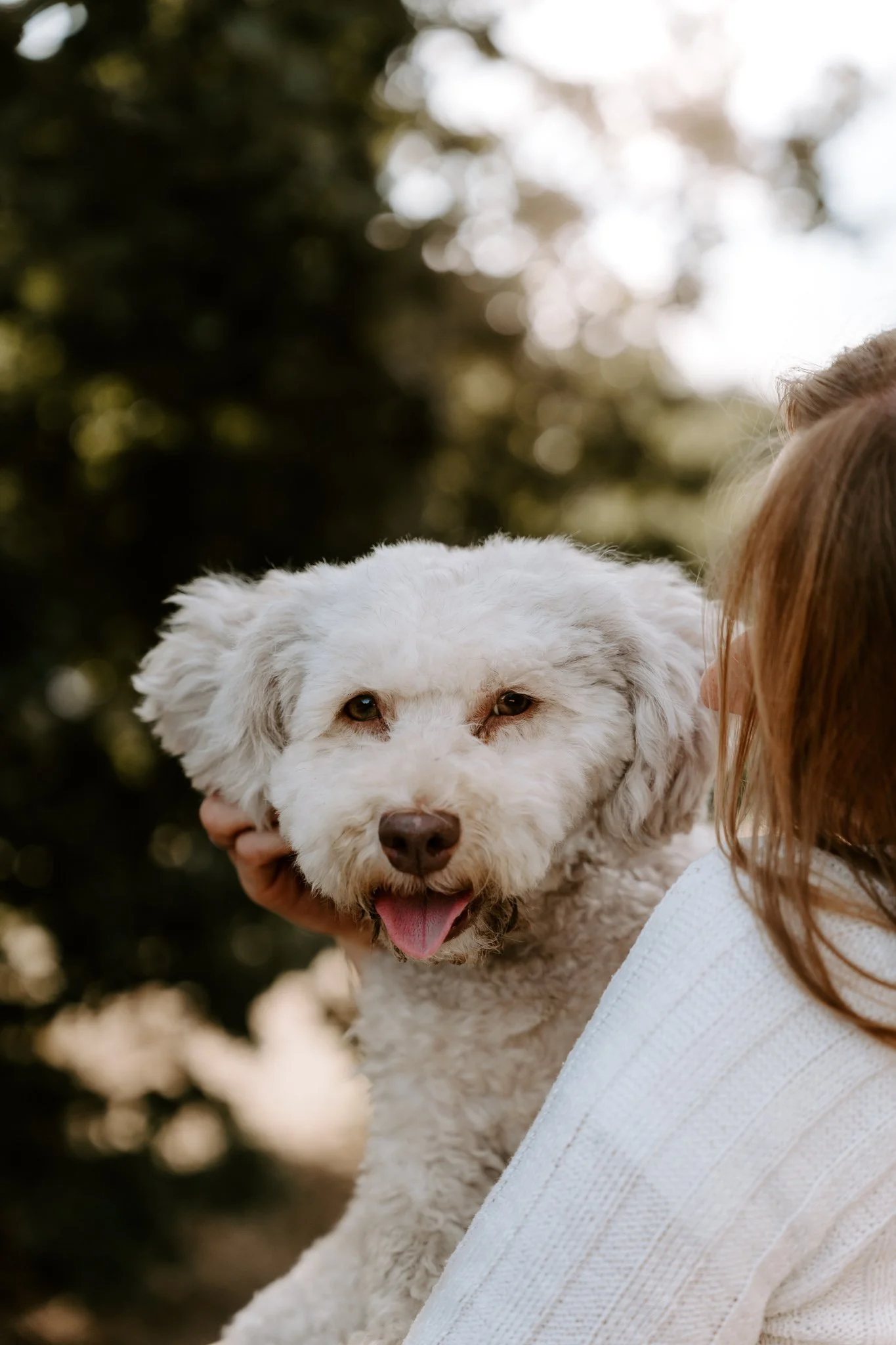 Hundefotografie Köln outdoor (35 von 130).jpg