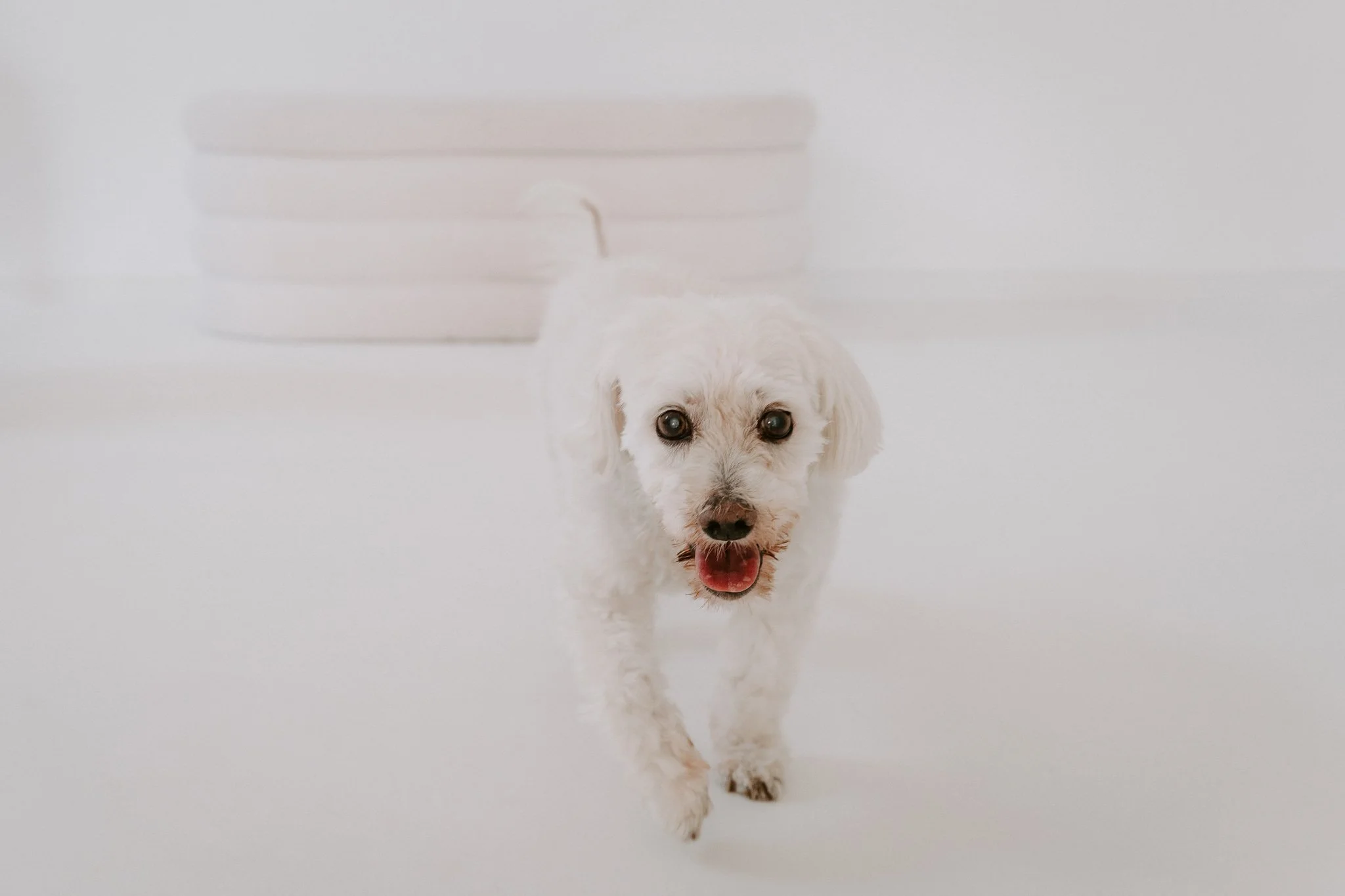 Cleane Hundefotografie Studio Köln  (3 von 16).jpg