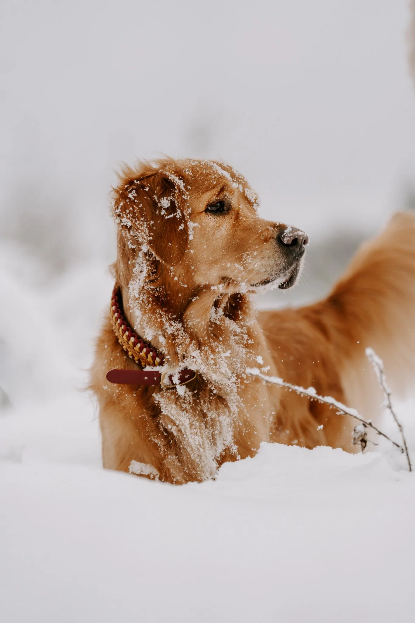Hundefotografie Köln (14 von 77).jpg
